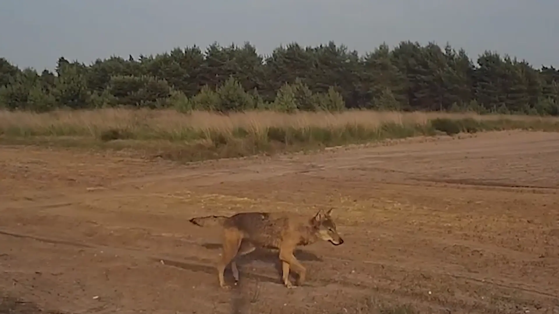 Hoofdafbeelding voor artikel Drie Limburgse wolven nog…