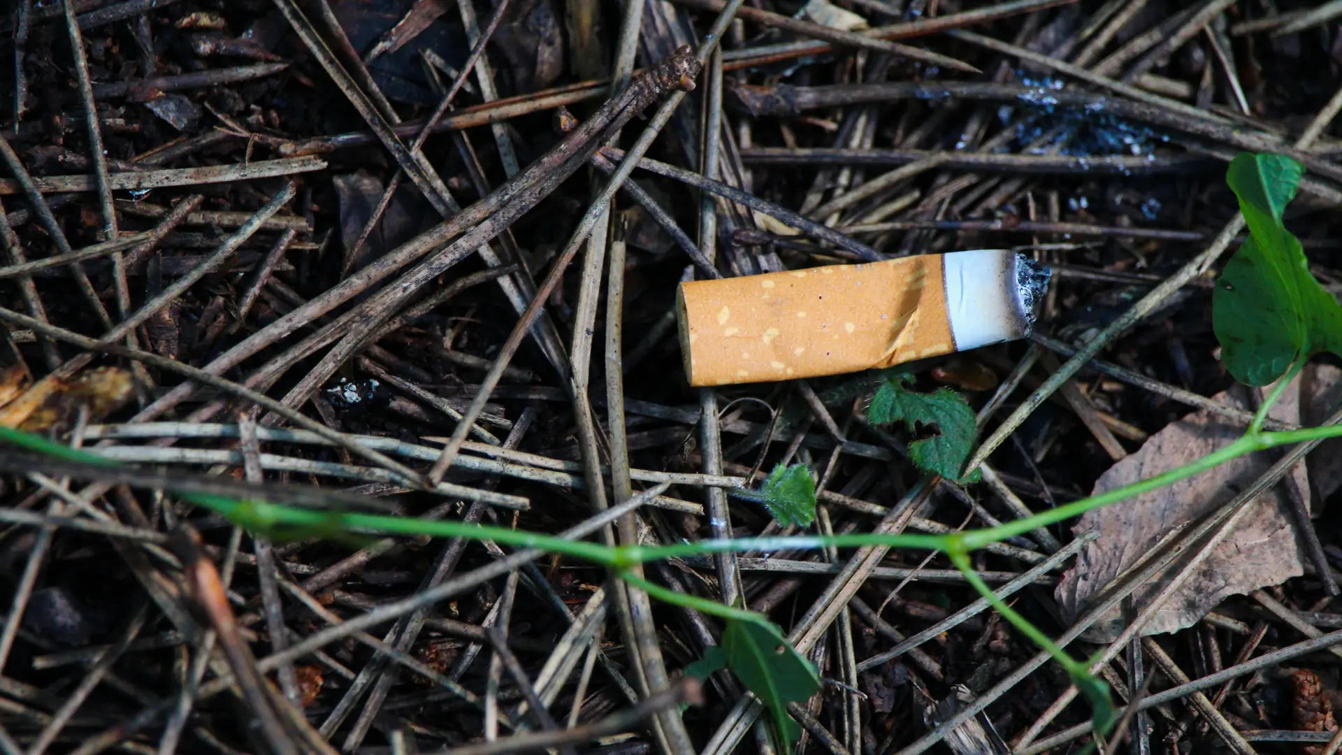 Hoofdafbeelding voor artikel Klein heidebrandje naast camping…