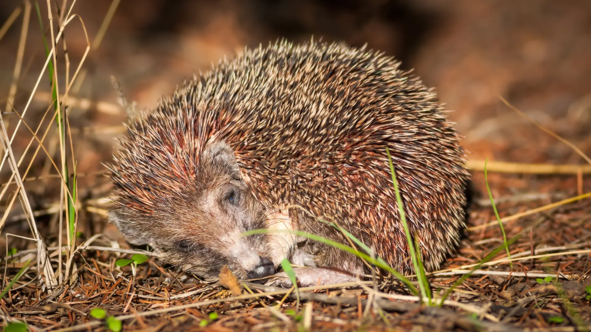 Hoofdafbeelding voor artikel Droogte wordt stilaan dodelijk…