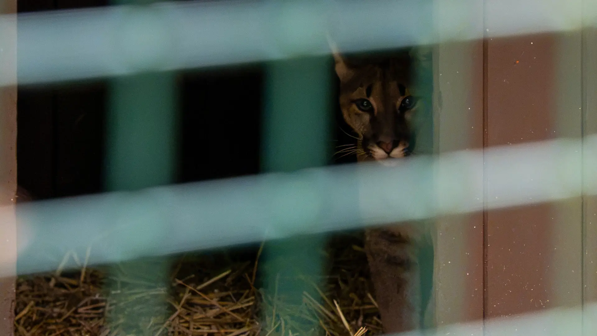 Hoofdafbeelding voor artikel Natuurhulpcentrum vangt Poolse…