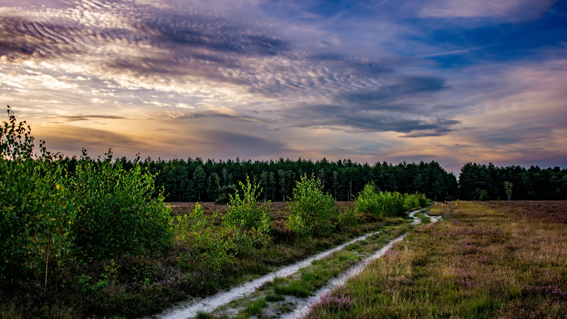 Hoofdafbeelding voor artikel Limburg verloor 3.470 hectare…