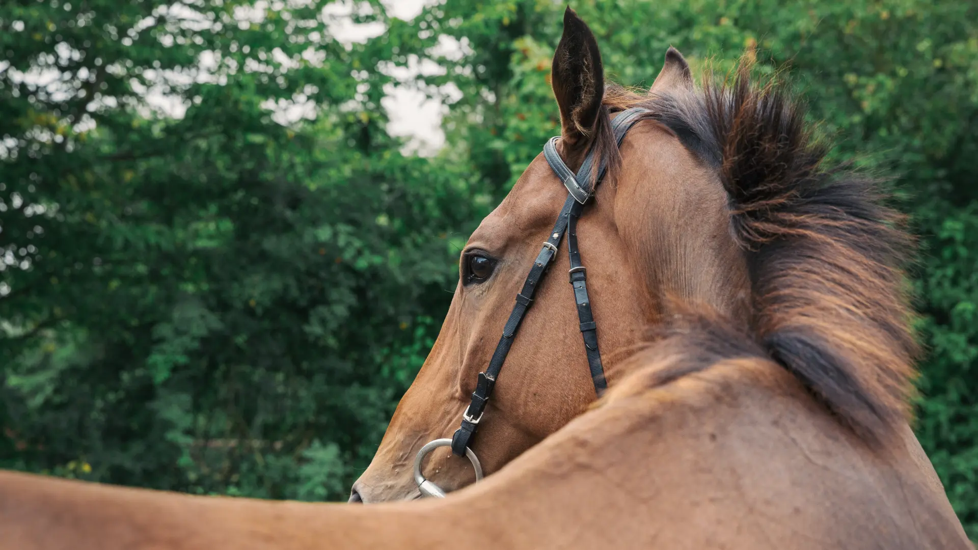 Hoofdafbeelding voor artikel Dierenpolitie van politie…