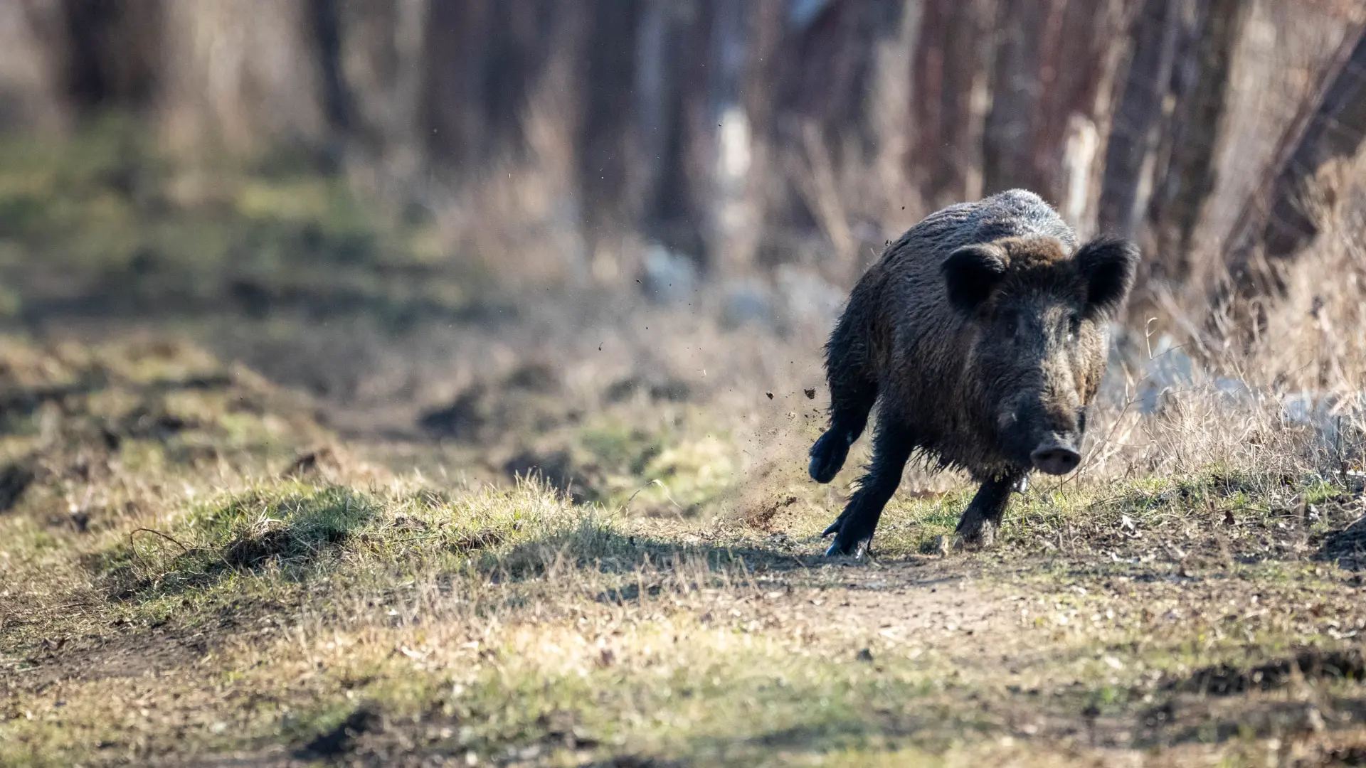 Eerste overleg over gezamenlijke aanpak everzwijnen in West-Limburg