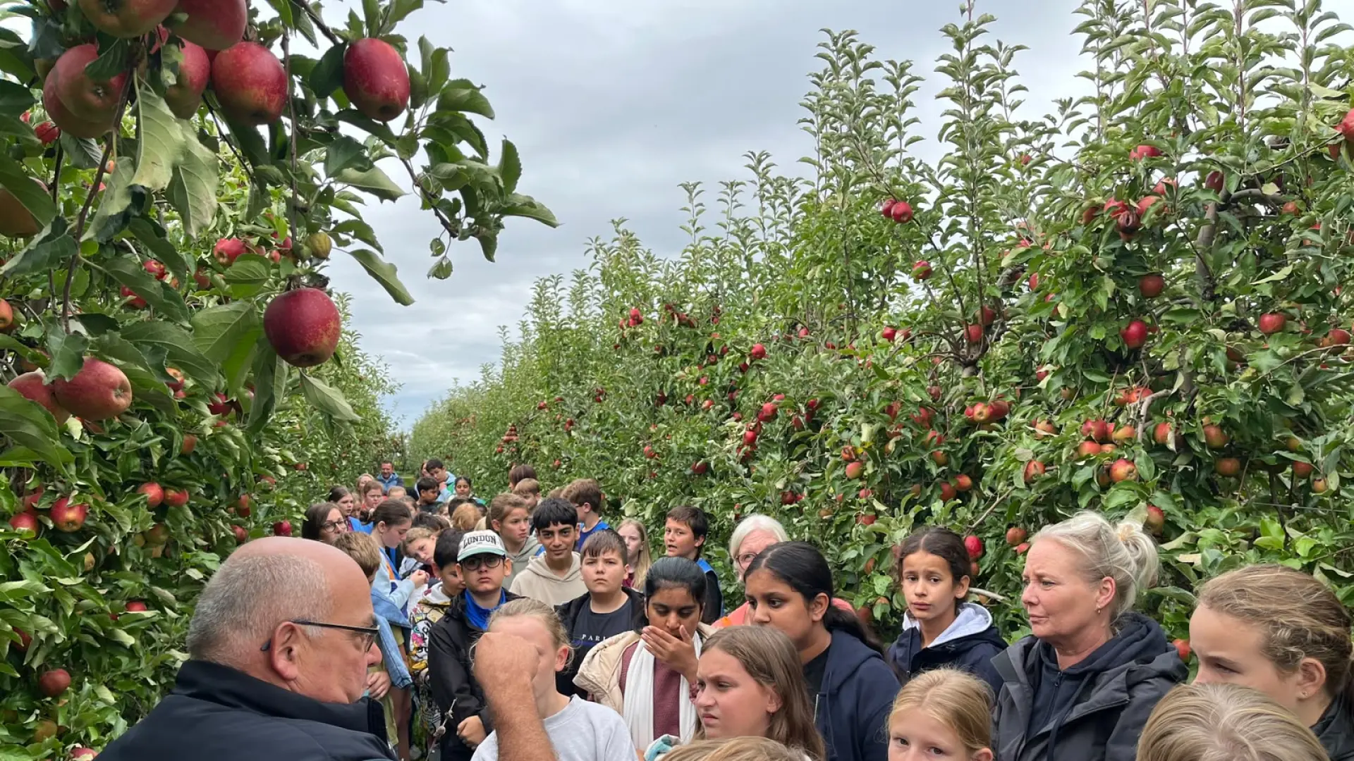 Leerlingen redden appels met hagelschade tijdens plukdag in Sint-Truiden