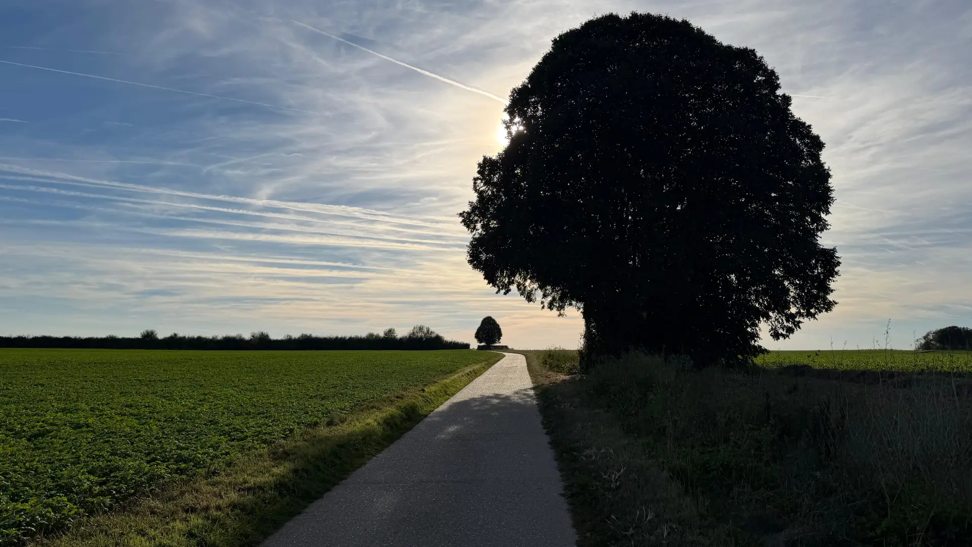 Hoofdafbeelding voor artikel Tongerse zomerlinde &lsquo;Bedeu…