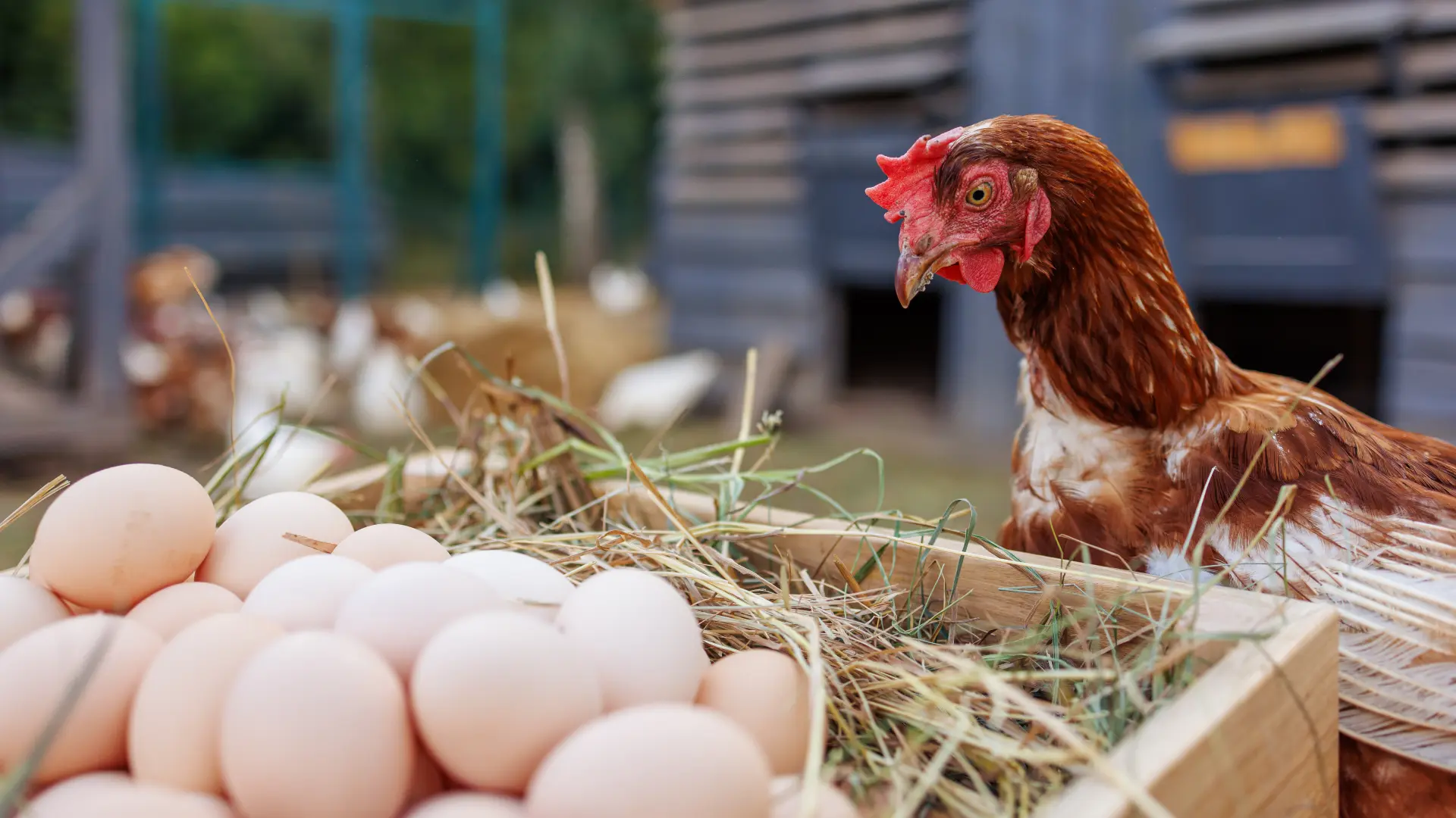 Hoofdafbeelding voor artikel PFAS-vervuiling vastgesteld…