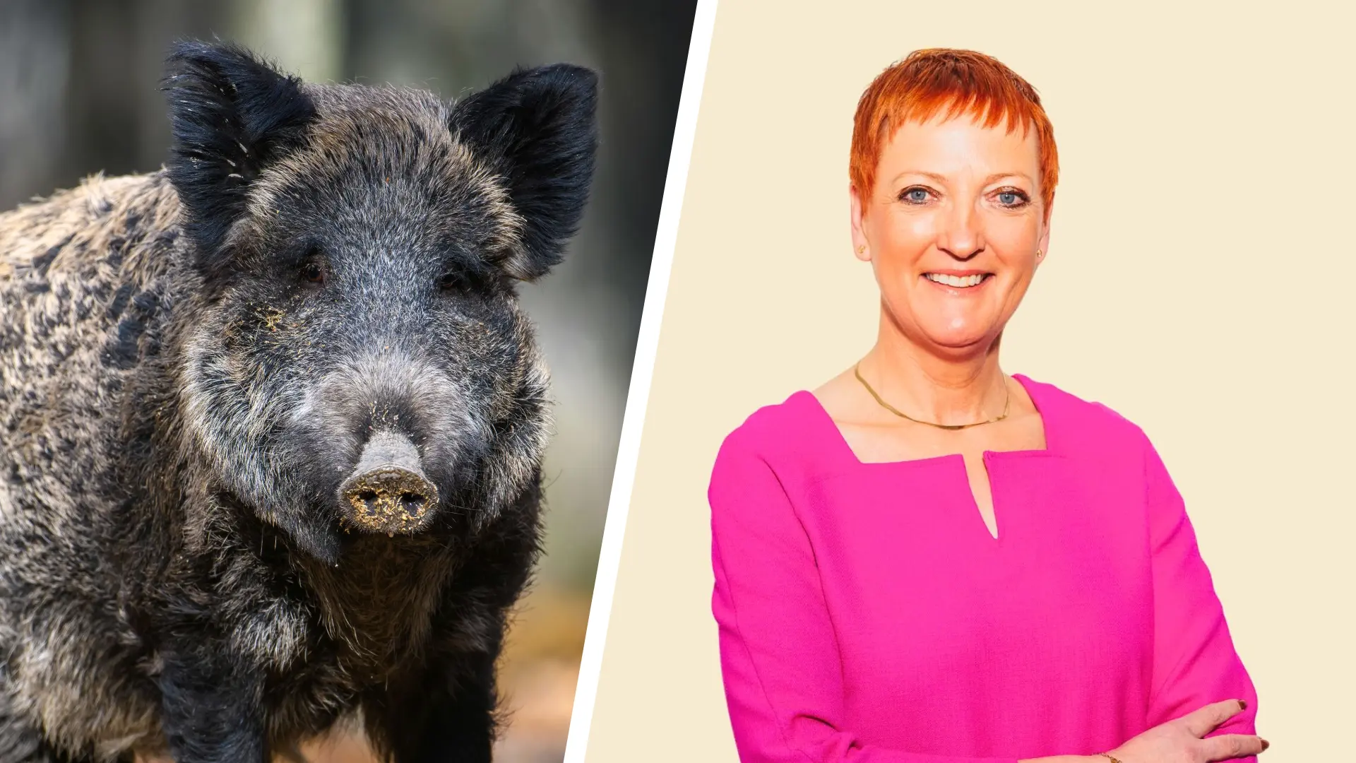 Hoofdafbeelding voor artikel Overlast door everzwijnen…