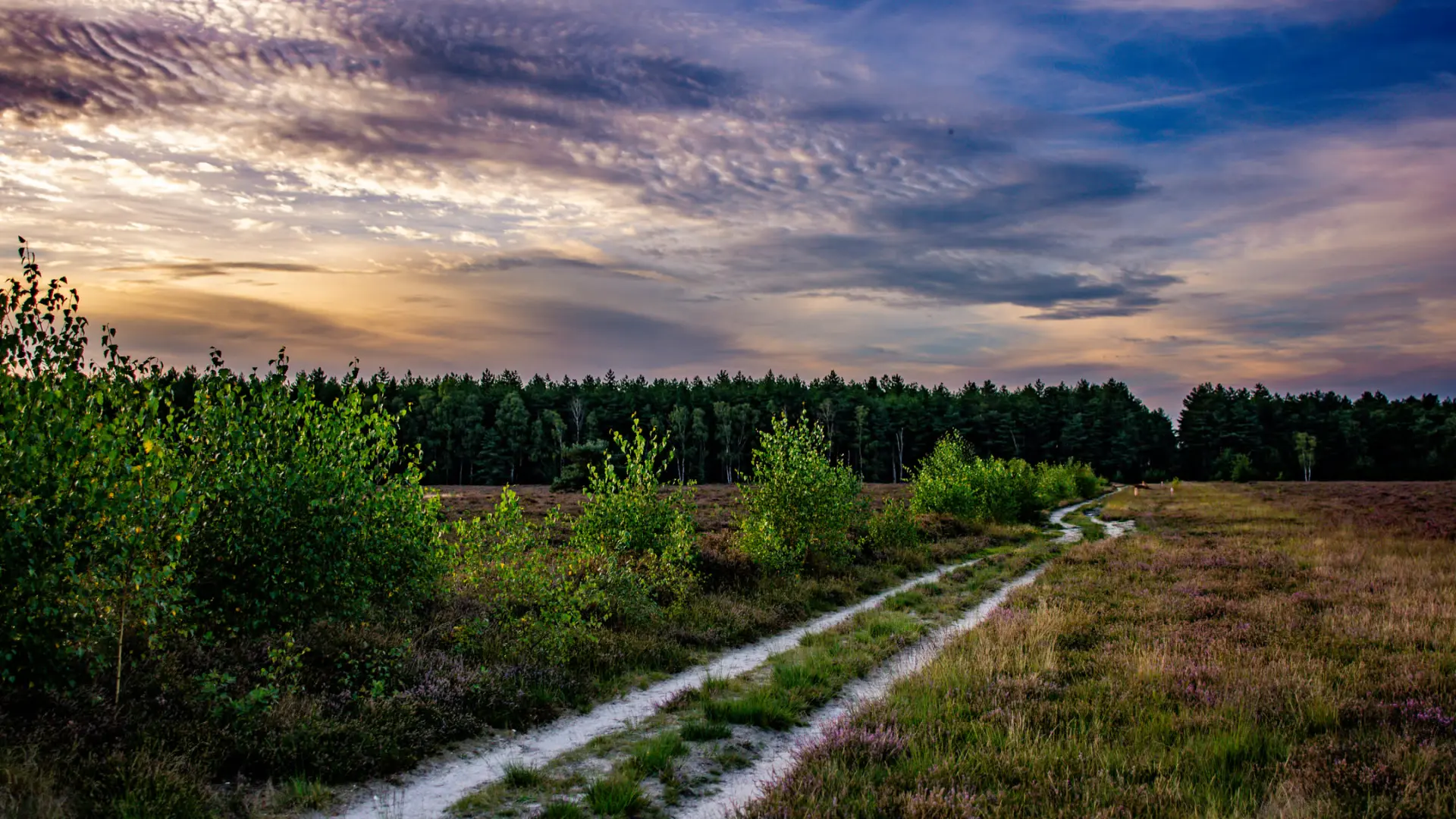 Hoofdafbeelding voor artikel Nationaal Park Bosland lanceert…