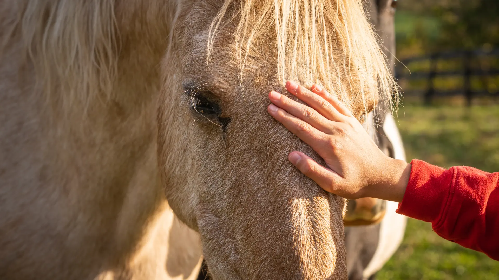 Hoofdafbeelding voor artikel Paarden helpen personeel van…