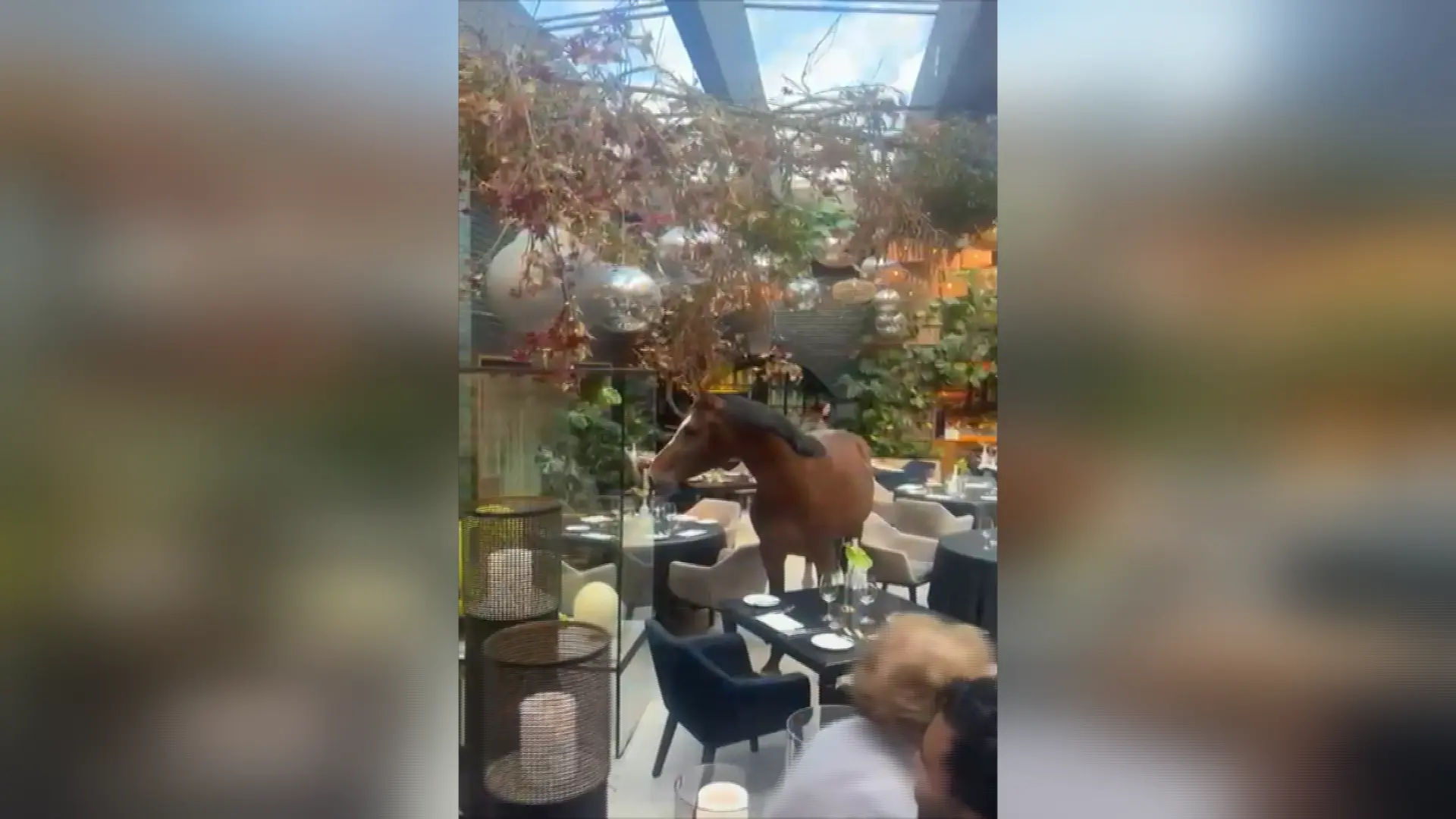 Hoofdafbeelding voor artikel Loslopend paard checkt onverwacht…