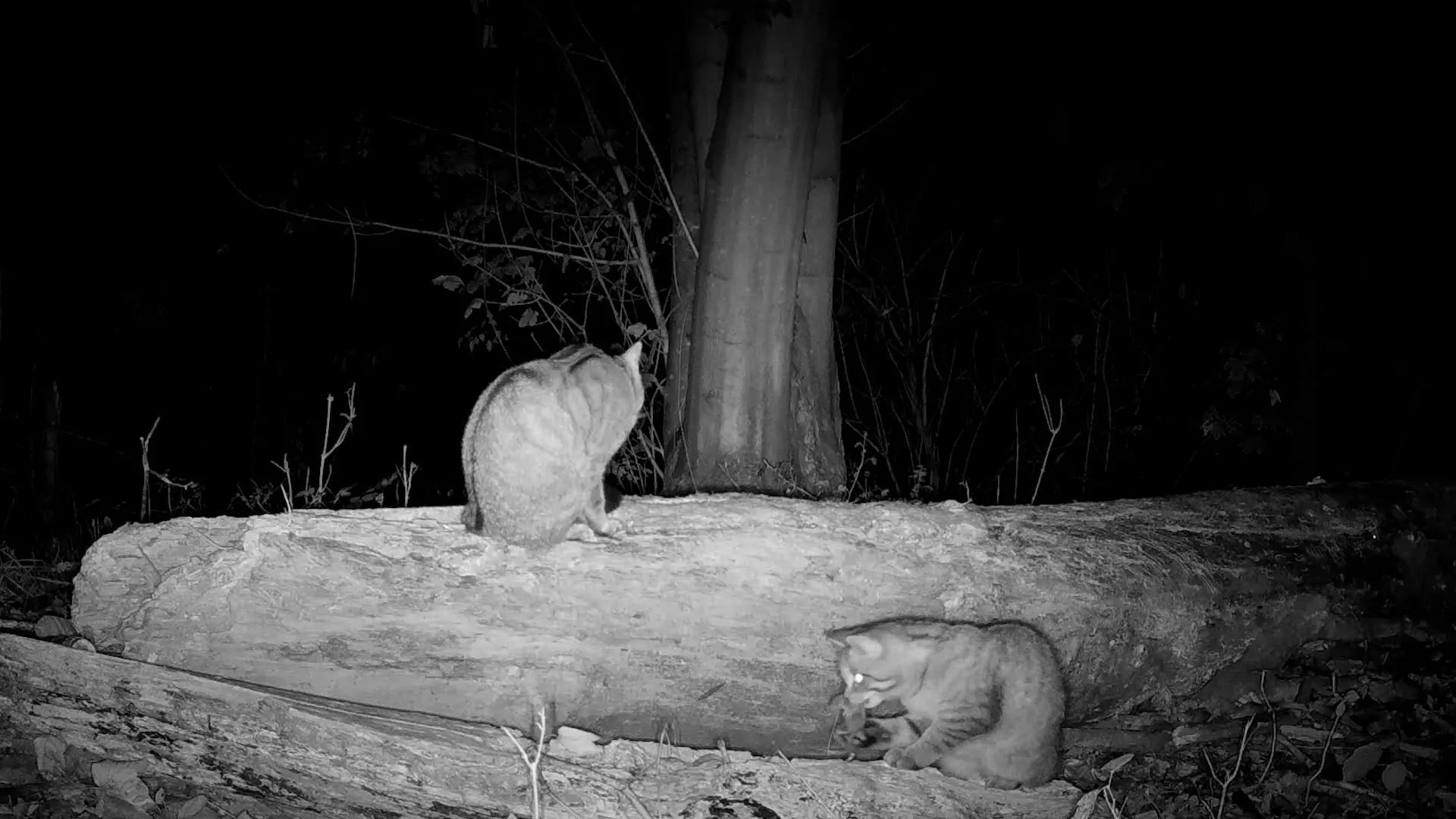 Hoofdafbeelding voor artikel De wilde kat plant zich voort…