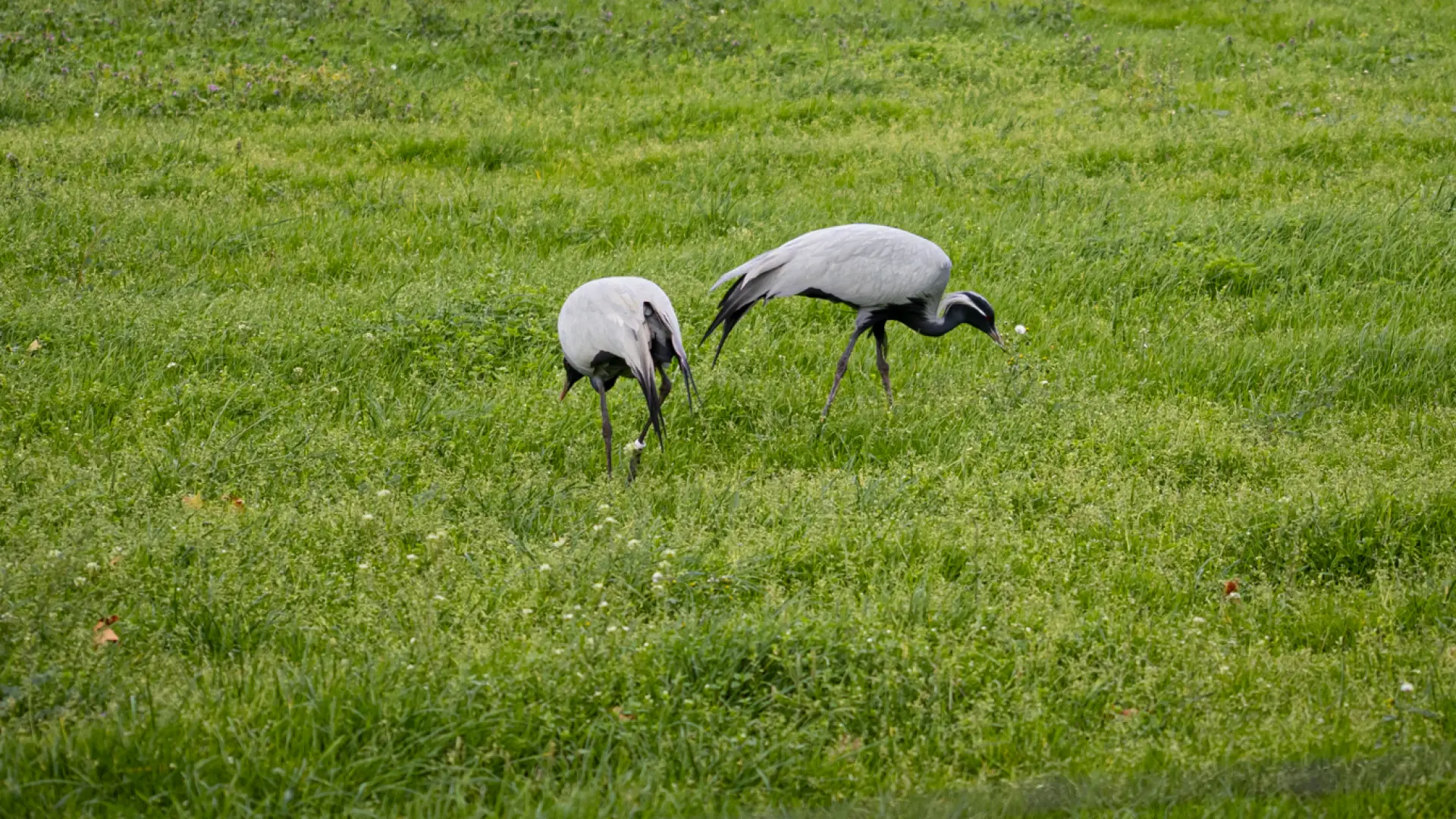 Hoofdafbeelding voor artikel Jufferkraanvogels op gras…