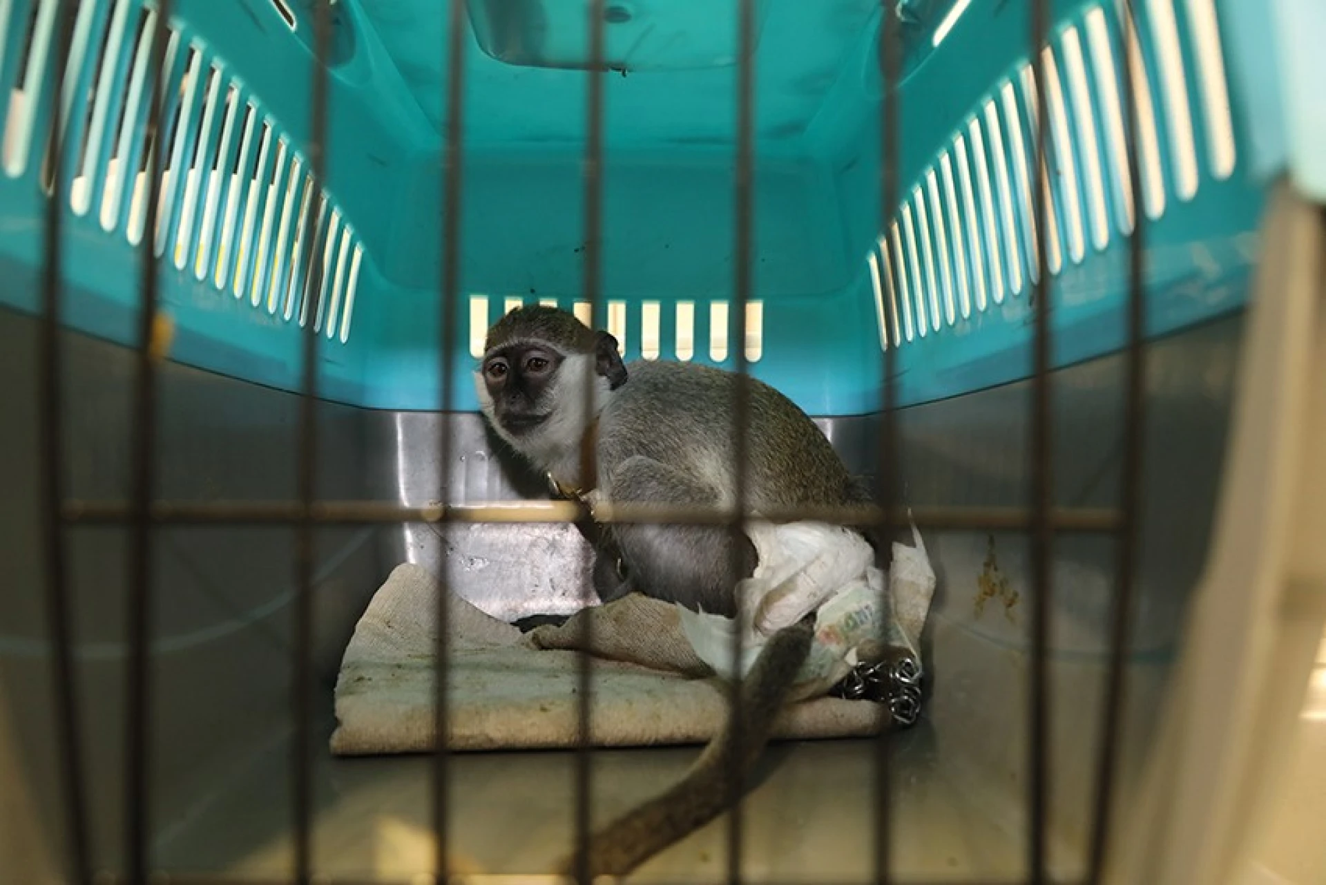 Natuurhulpcentrum vangt groene meerkat op