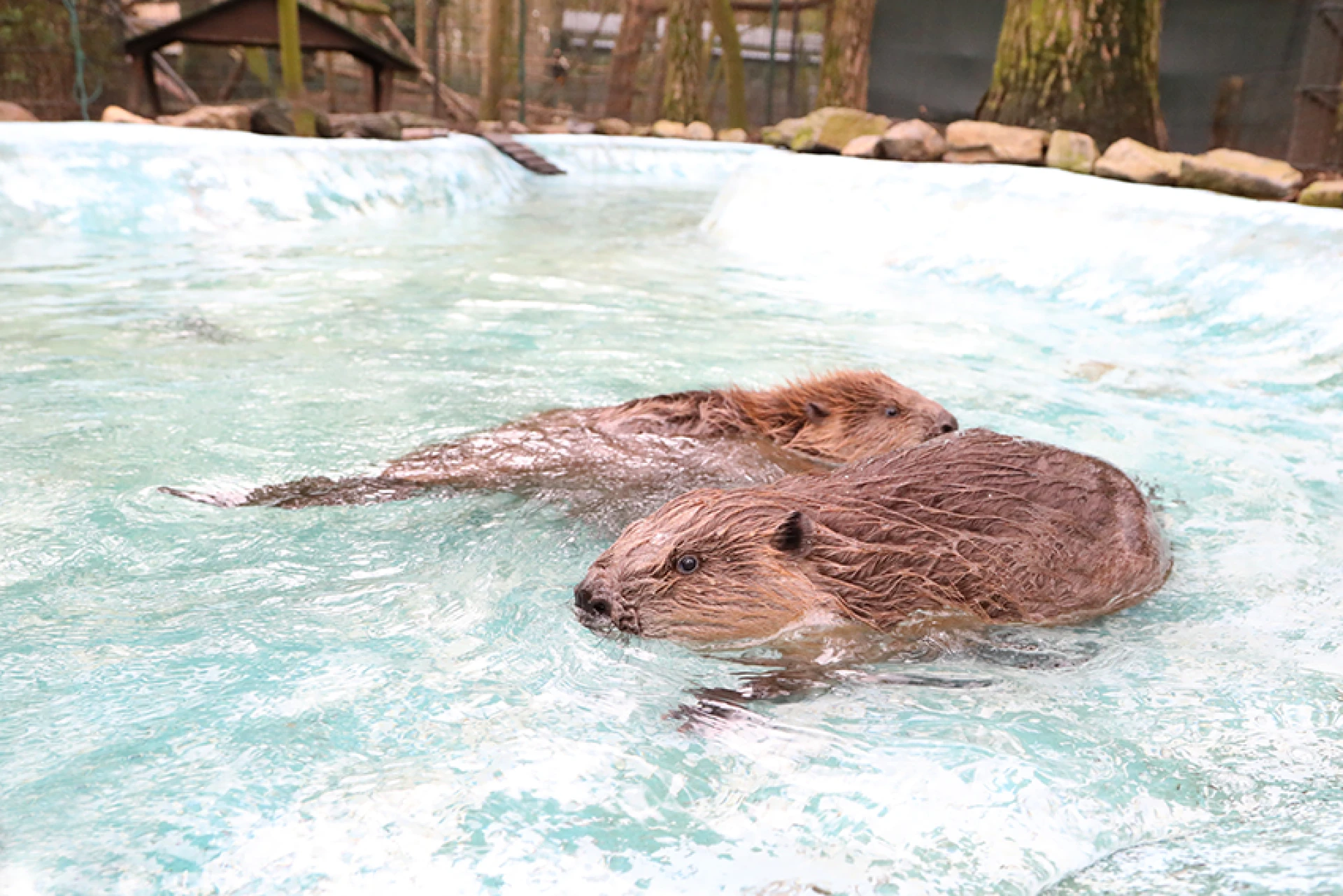 Natuurhulpcentrum geeft zwemles aan bevers