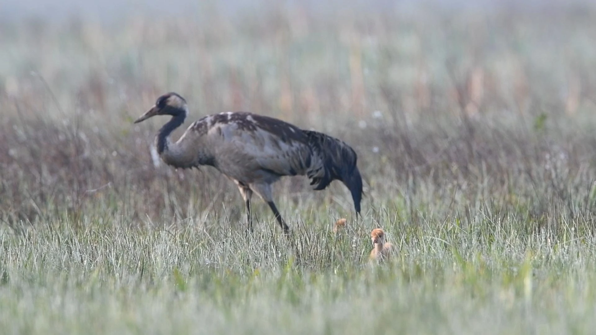 Uniek in België: Twee kraanvogels geboren in Vallei van de Zwarte Beek