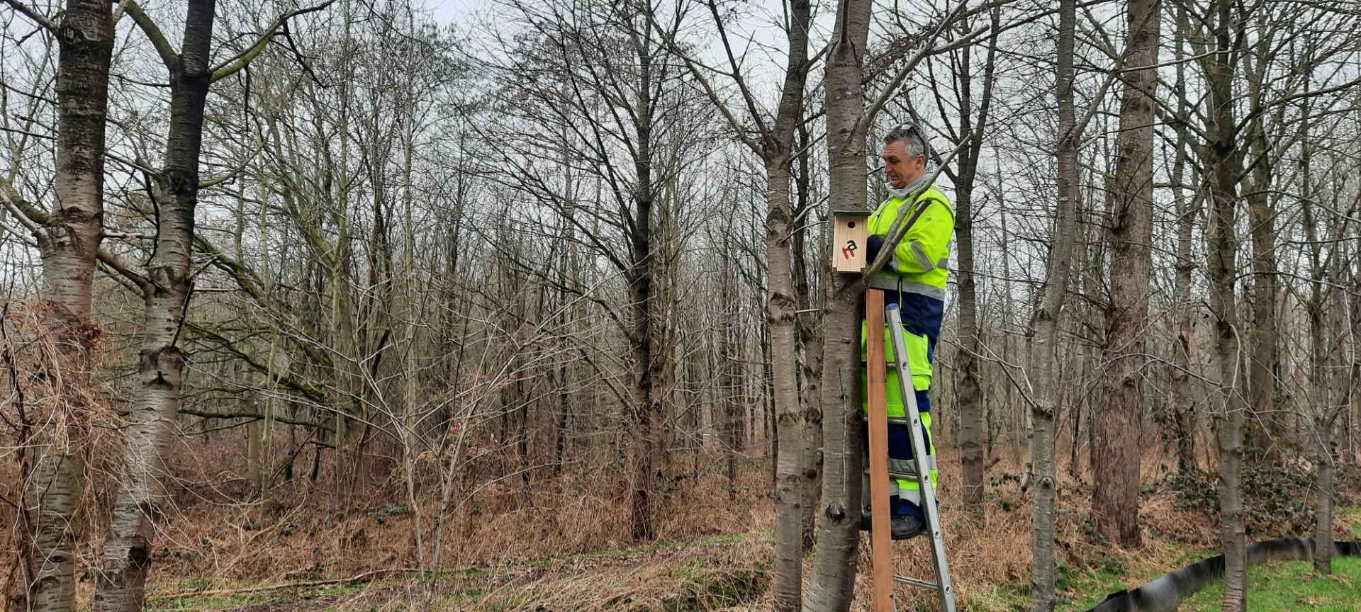 Hamont-Achel hangt mezenkastjes op ter bestrijding van processierups