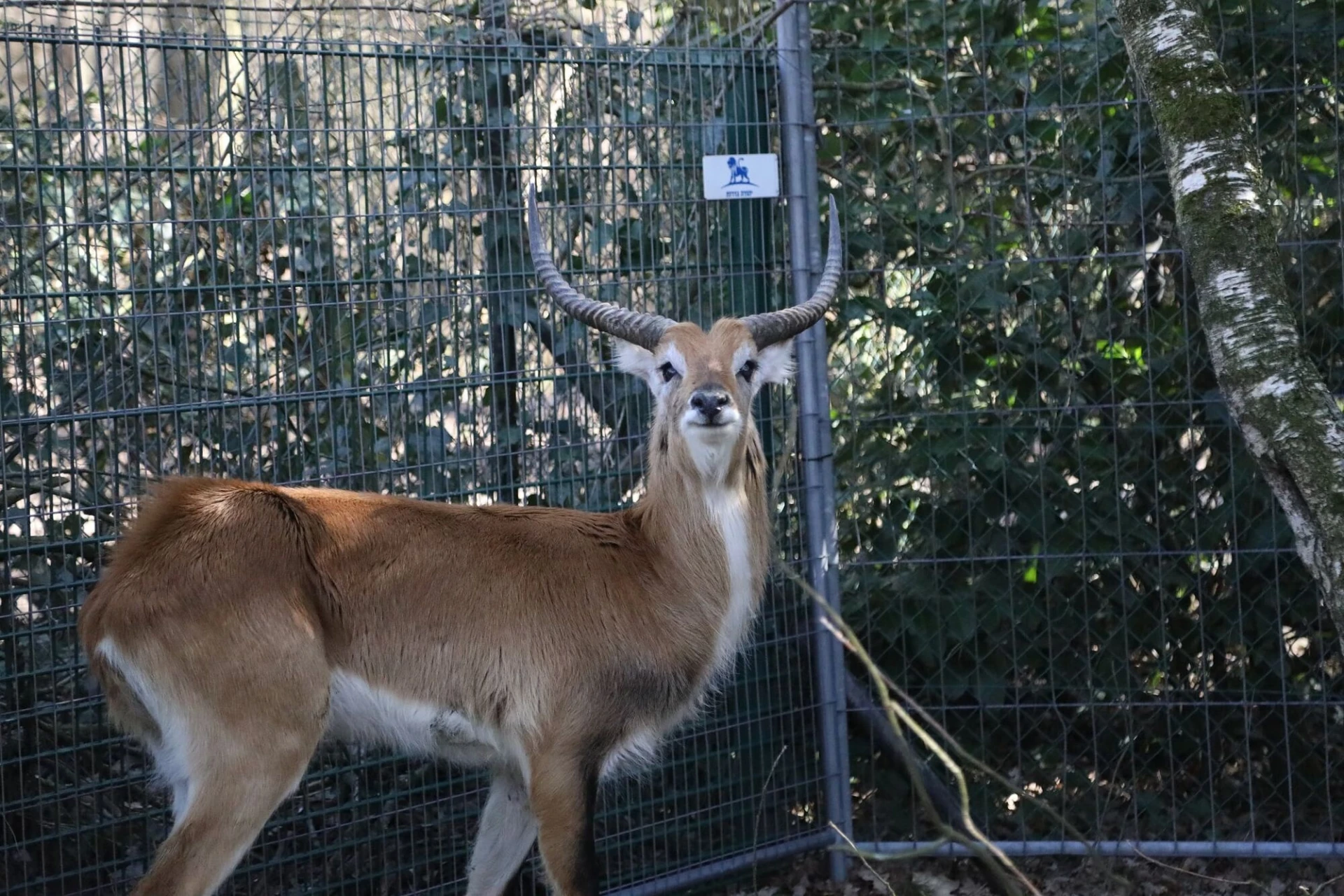 Natuurhulpcentrum neemt litschiewaterbok in beslag in Henegouwen