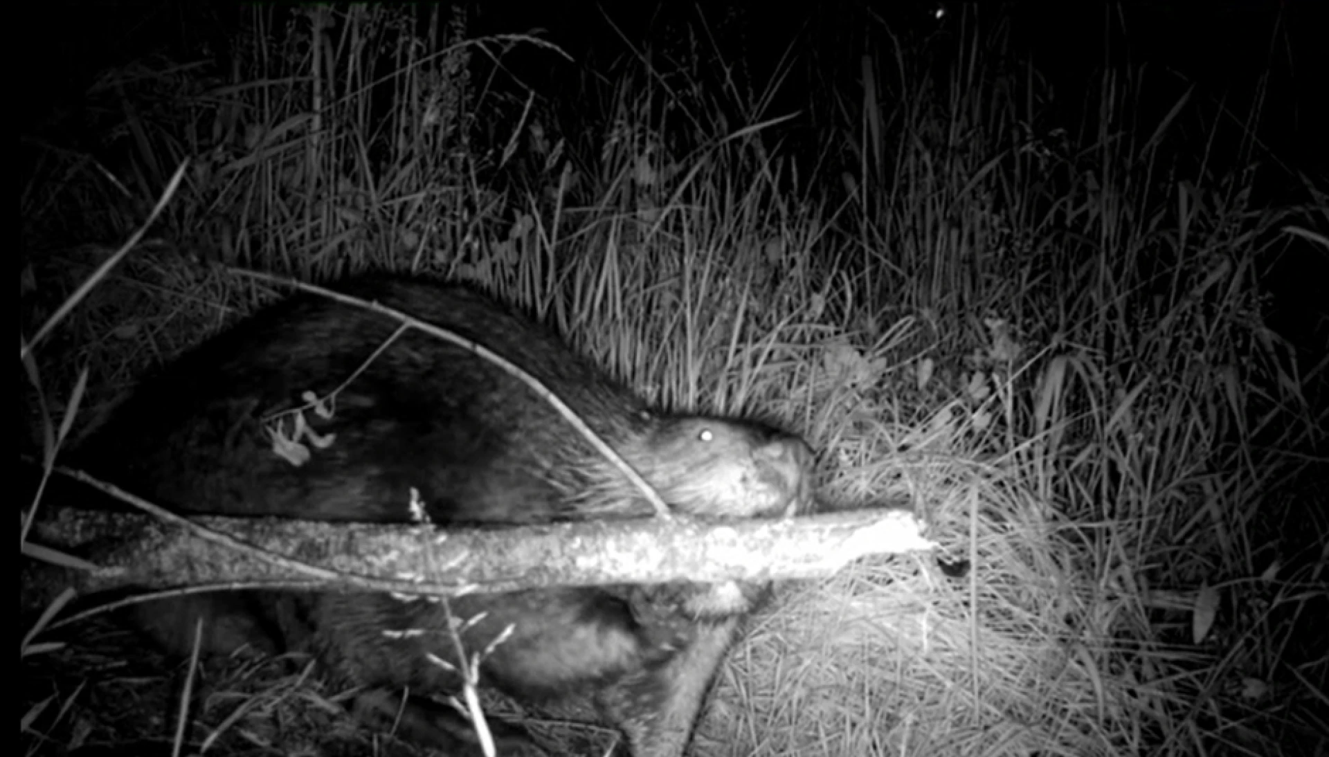 Van vos tot bever: camera legt wilde dieren vast in de PXL-achtertuin