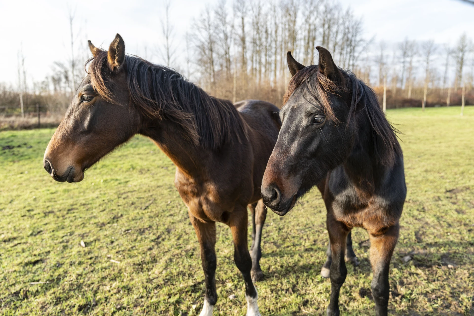 Truiense paardeneigenaars krijgen uitzondering op avondklok met Oudjaar