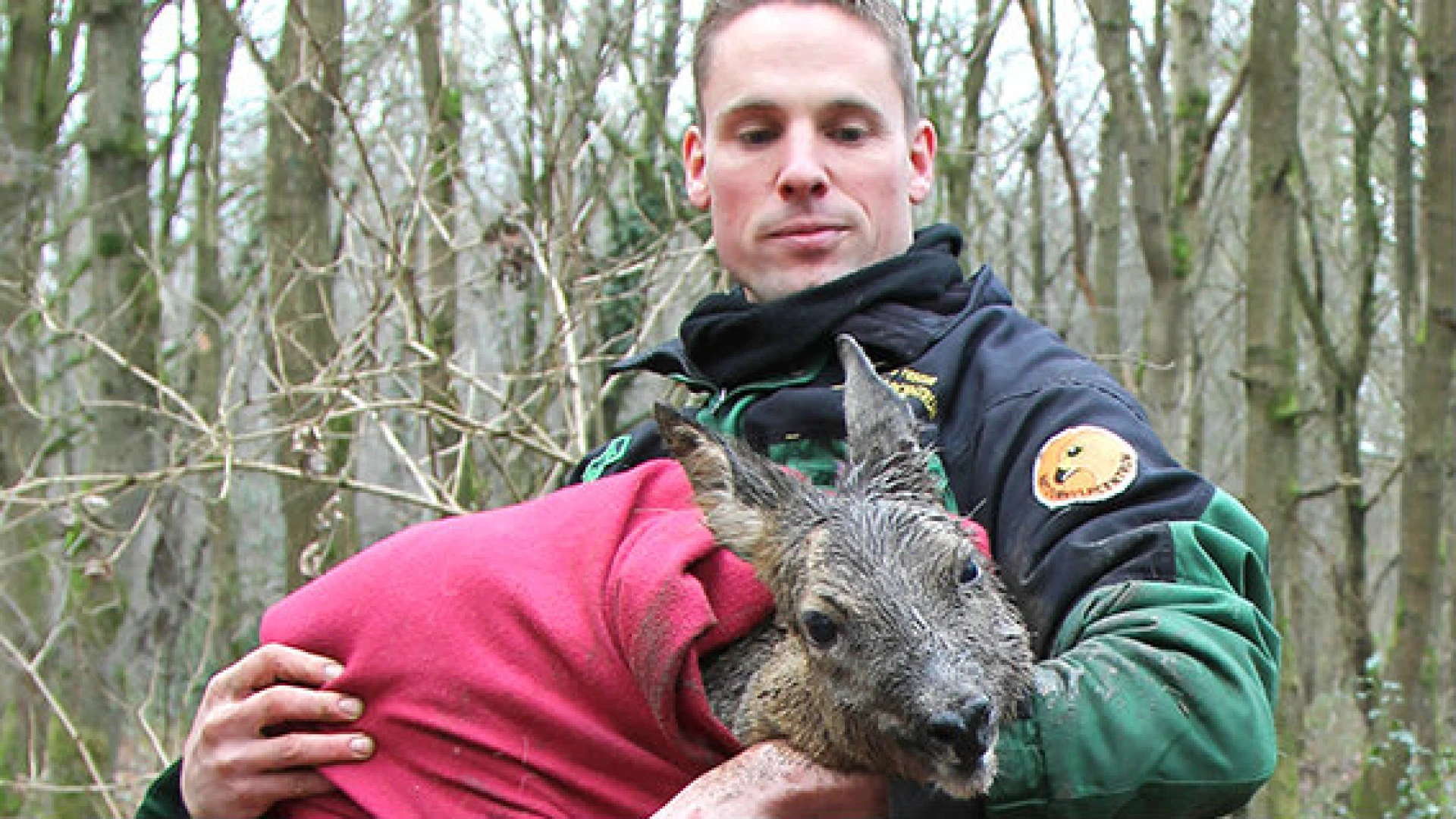 Medewerkers Natuurhulpcentrum redden ree uit de modder