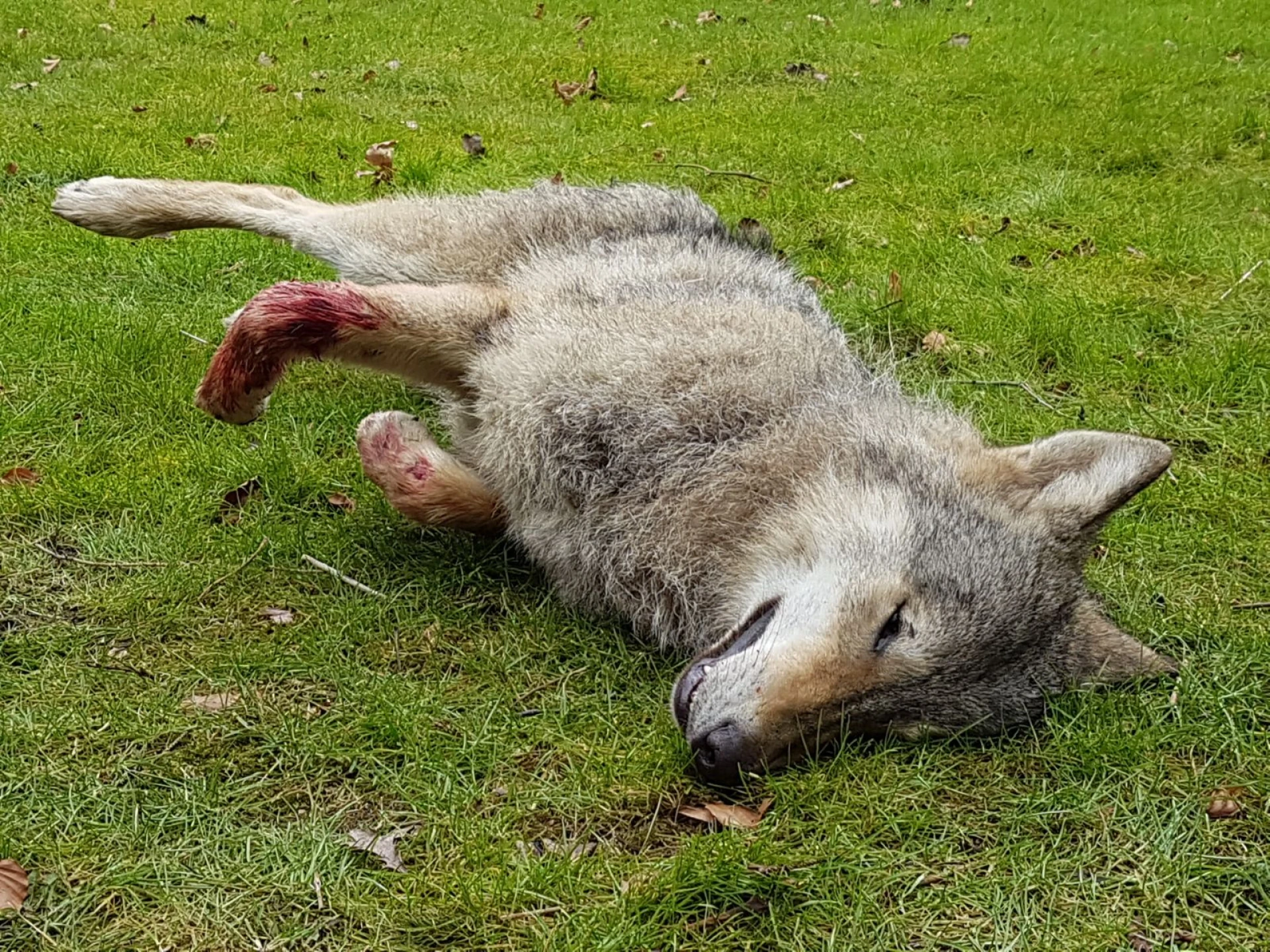 Tweede Limburgse wolf doodgereden in Opoeteren