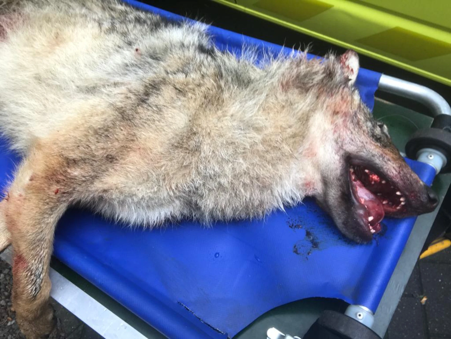 Wolf doodgereden op Noord-Zuidverbinding in Hechtel-Eksel