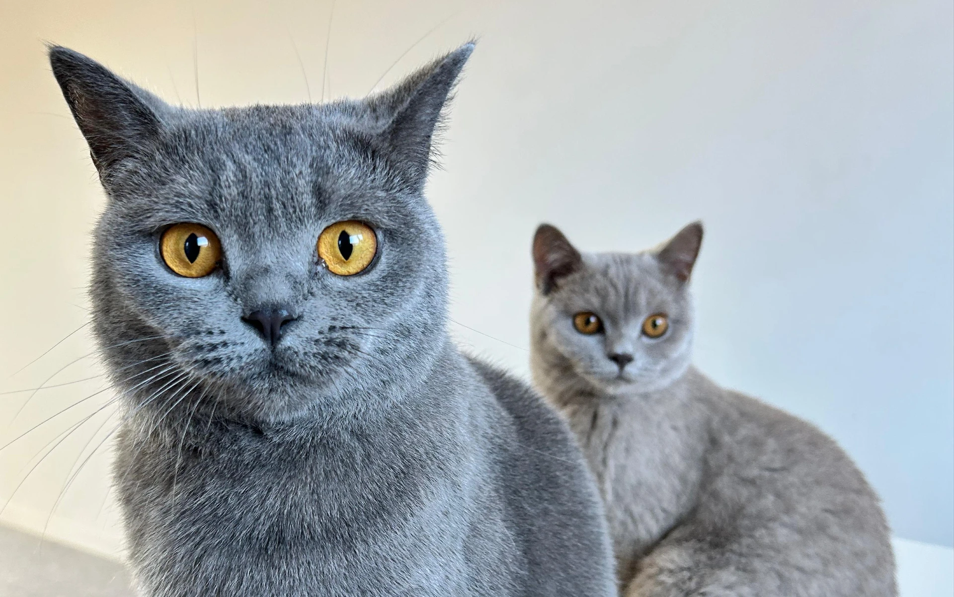 Slechts 4 Limburgse gemeenten hebben geen schepen van Dierenwelzijn