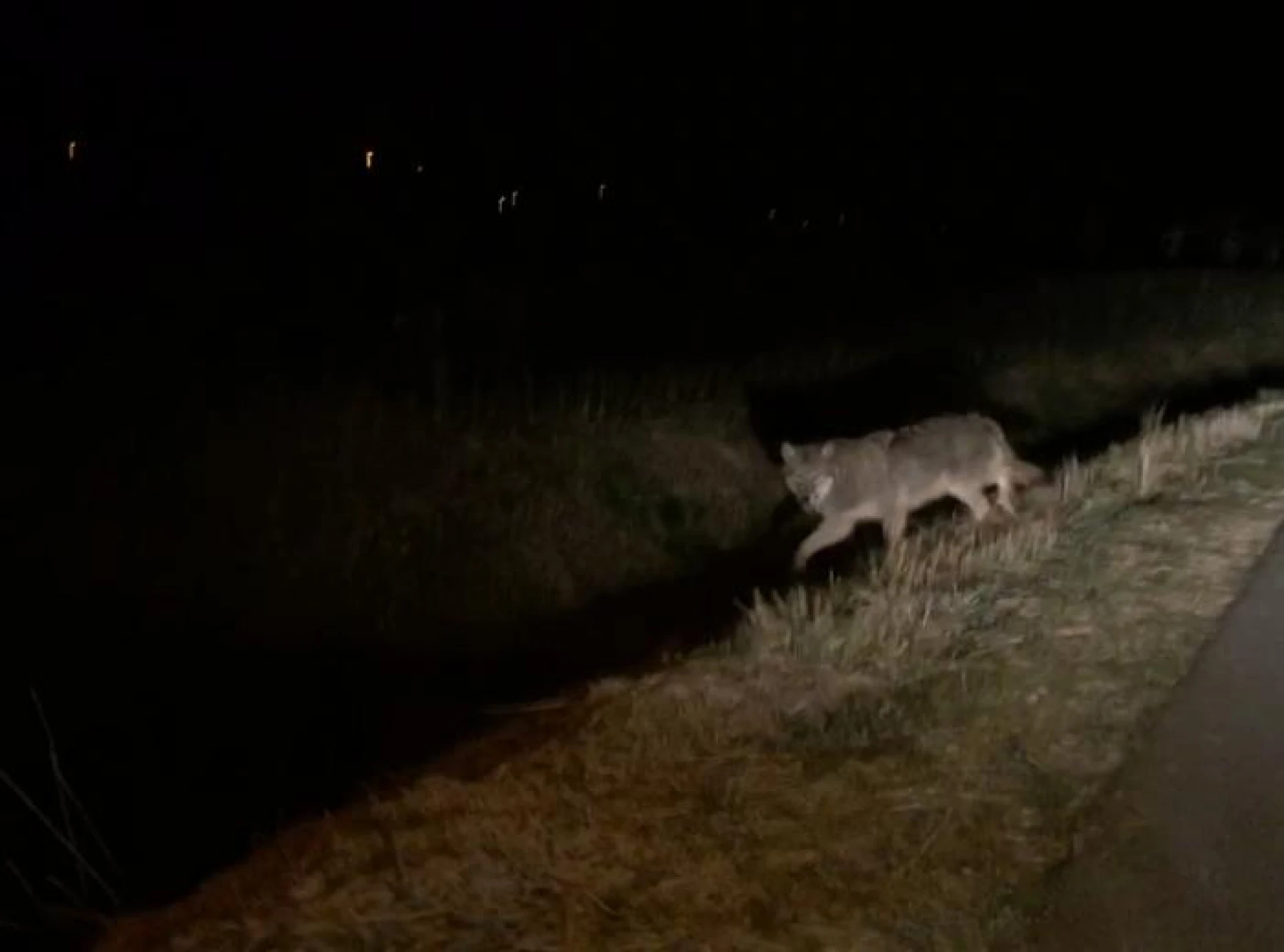 Opnieuw een wolf gespot in Nederland