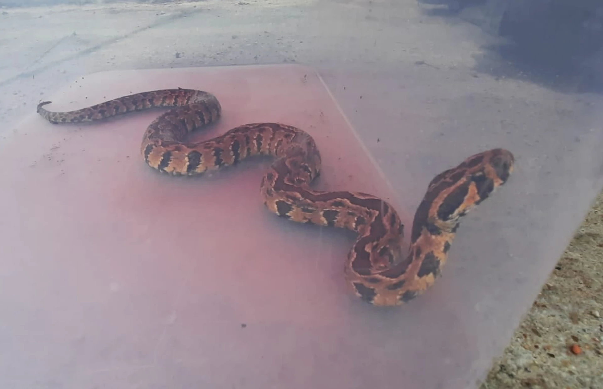 Natuurhulpcentrum vangt extreem giftige Palestijnse adder in Pelt