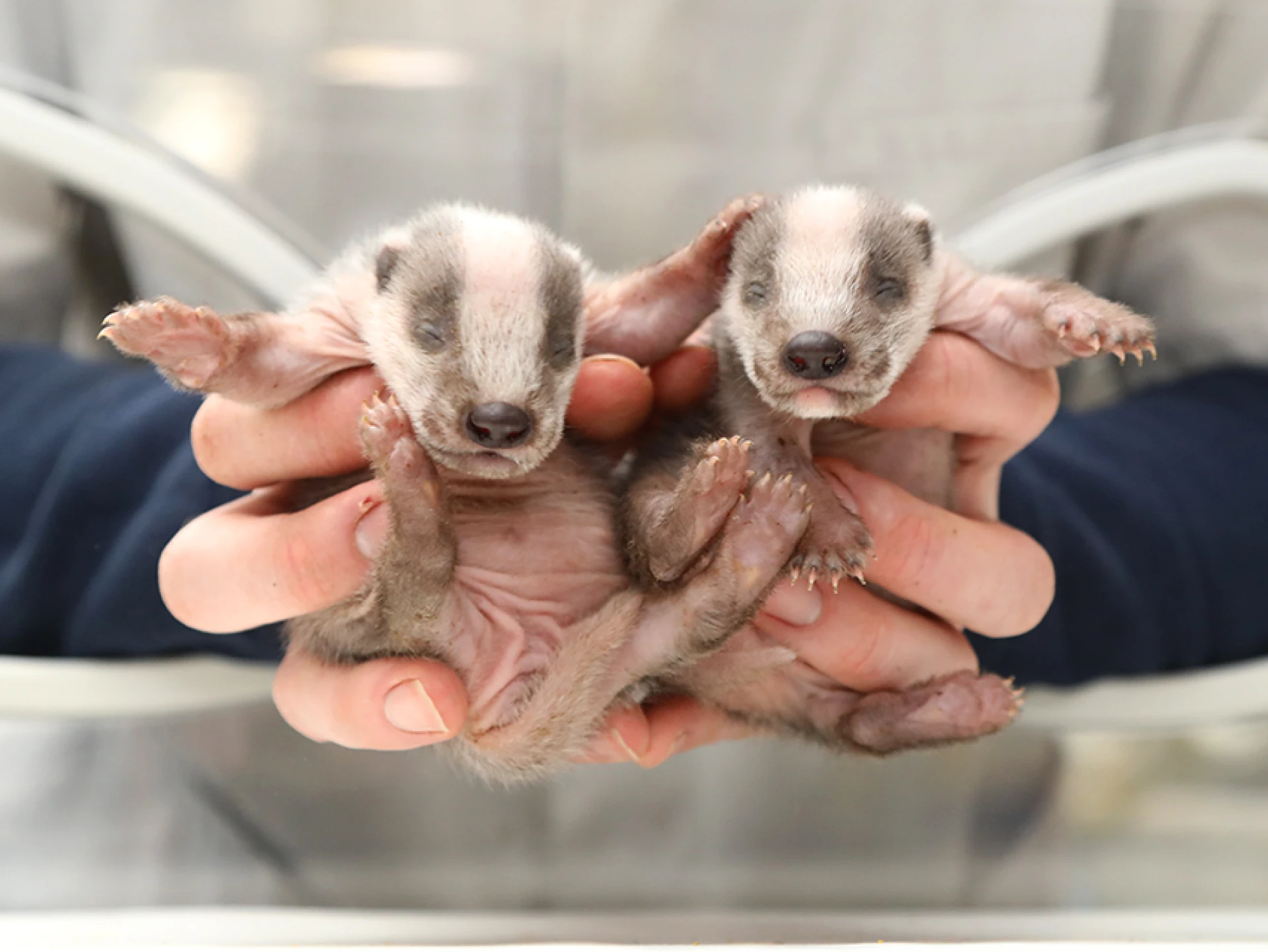 Babydasjes grootbrengen in Natuurhulpcentrum