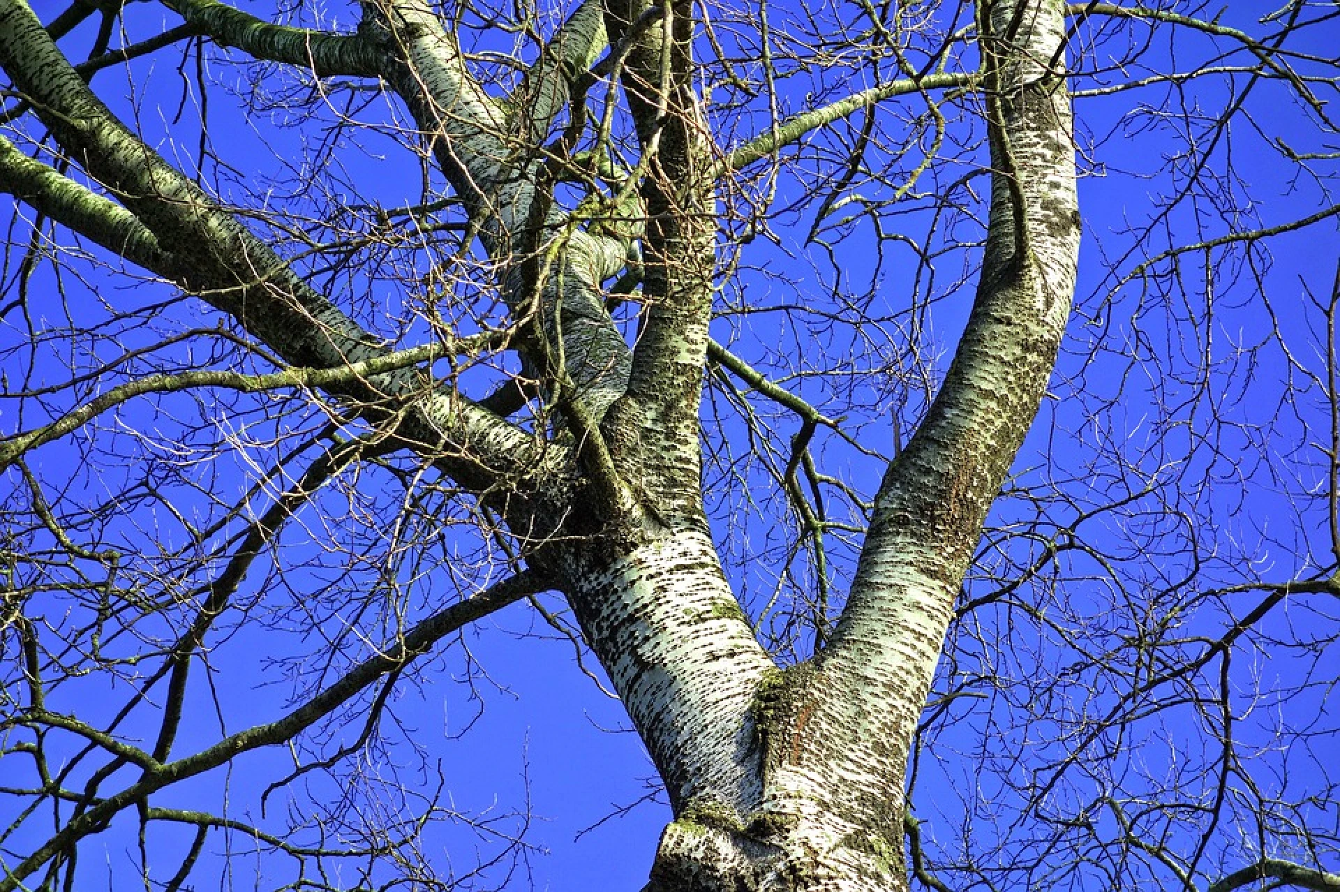 We kennen de warmste januari sinds 1901