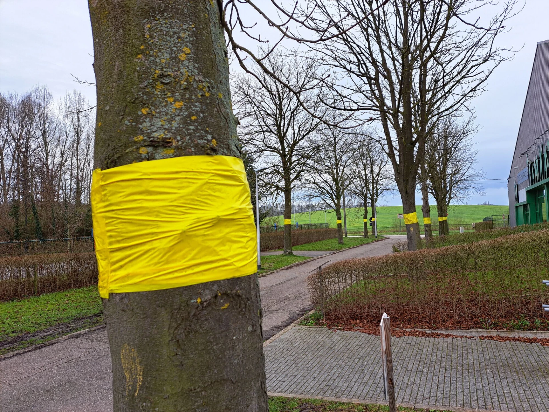 Tongeren bestrijdt paardenkastanjemineermot met lijmbanden