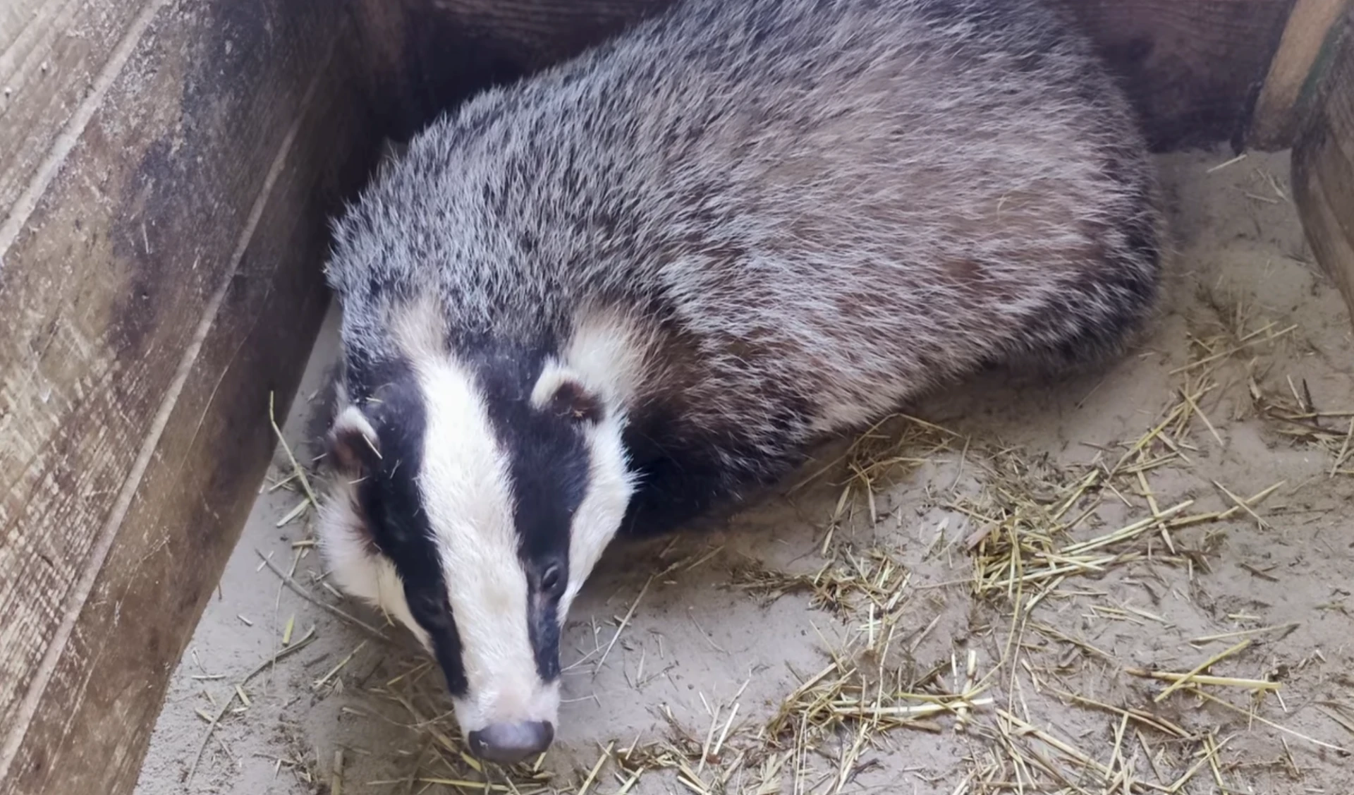 Natuurhulpcentrum kan das na jaar eindelijk vrijlaten