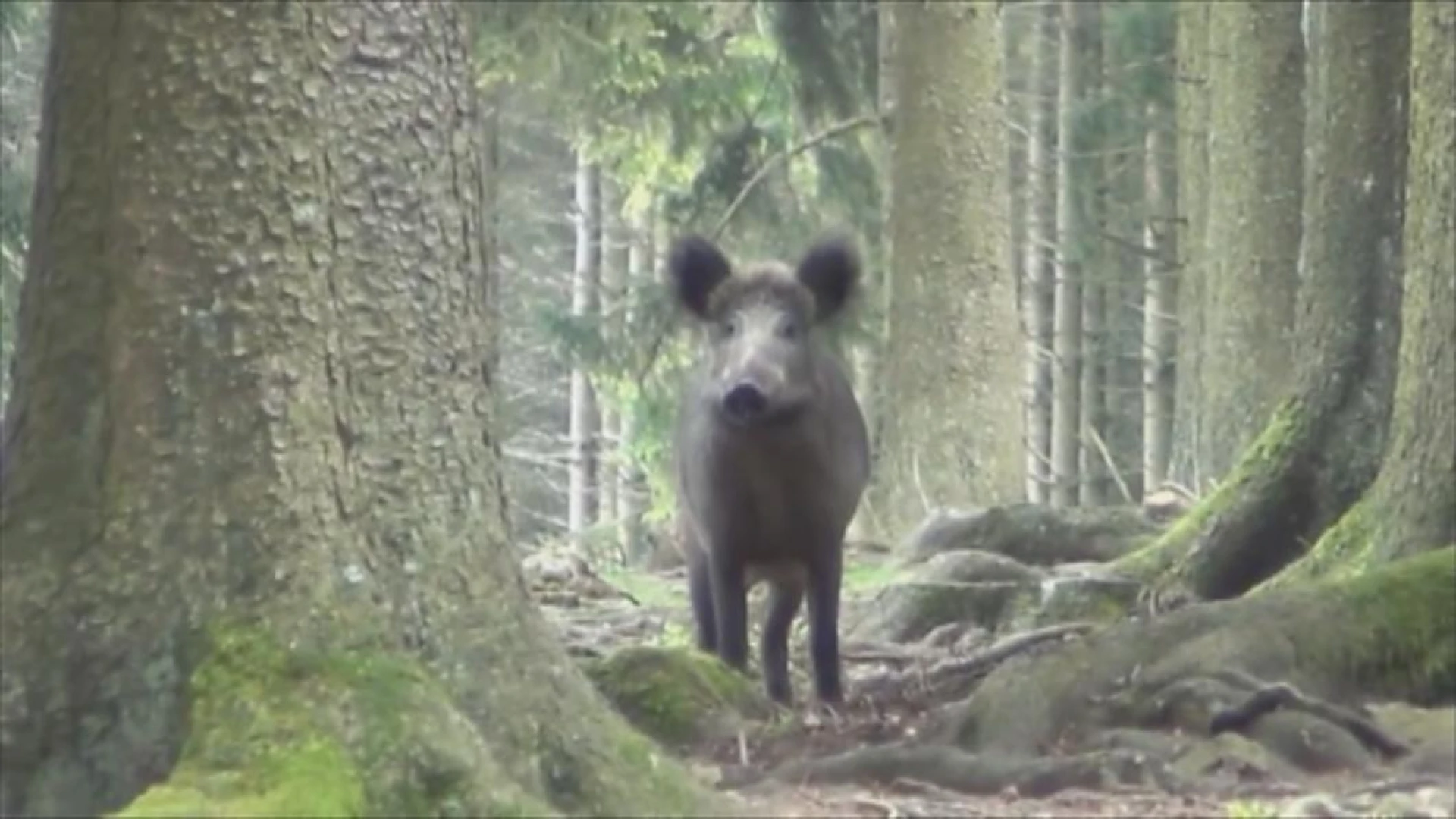 Jagers moeten everzwijnenpopulatie terugdringen in Pelts natuurgebied het Hageven