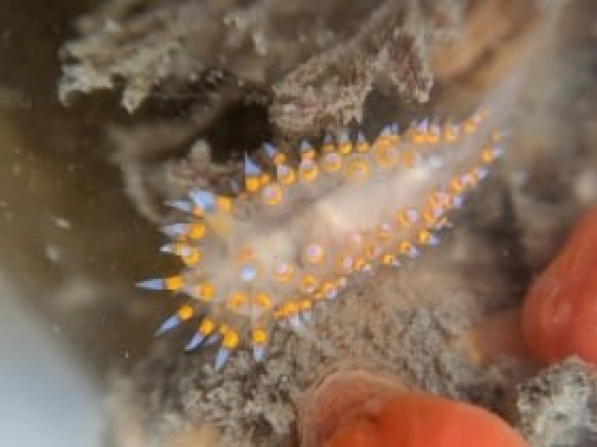 Van regenwormen tot zeeanemonen en panda's, UHasselt onderzoekt welke dieren het schattigst zijn