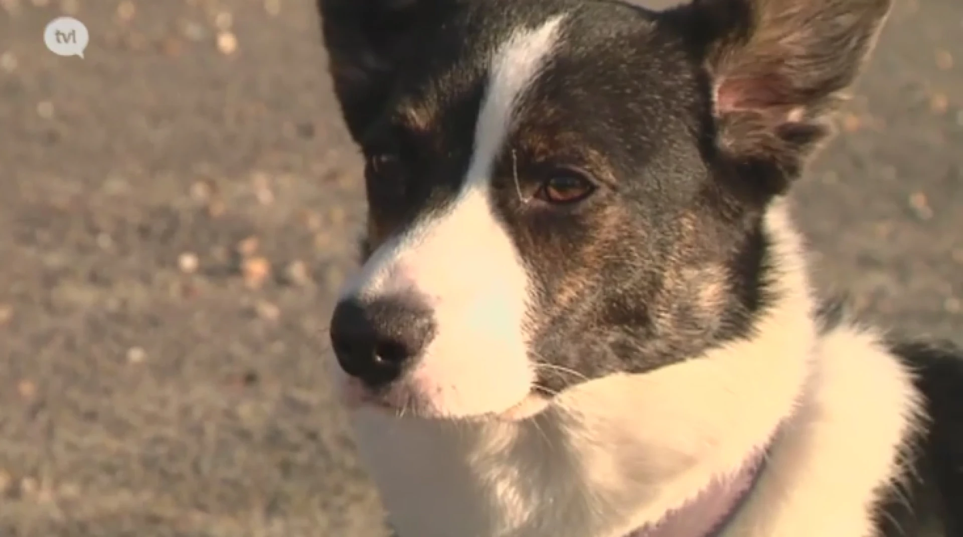 Politie waarschuwt voor dierenvergiftiging in Lummen