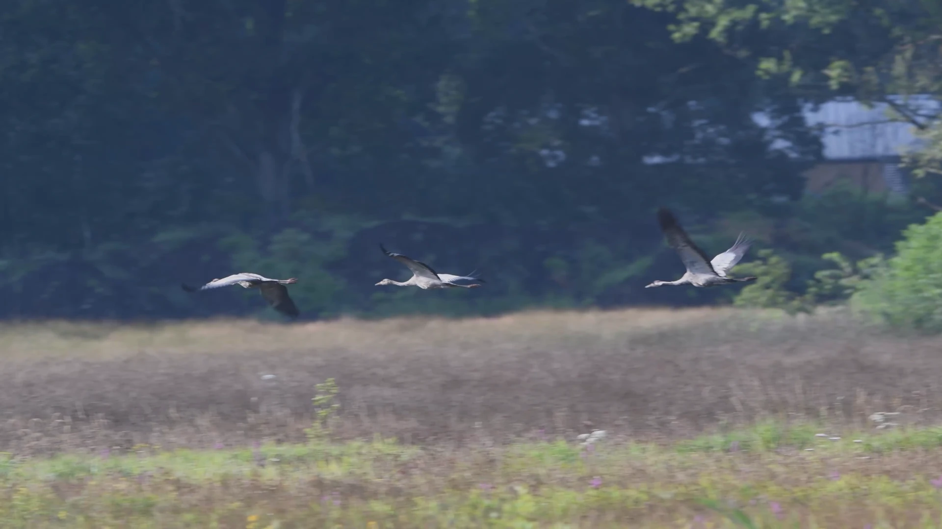 Zeldzame kraanvogels geboren in de Vallei van de Zwarte Beek