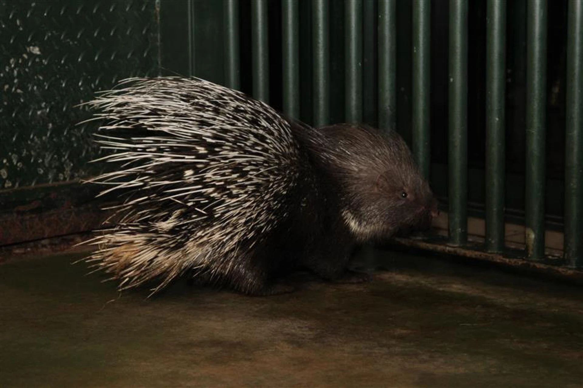 Het Natuurhulpcentrum ontvangt een prikkelbare gast