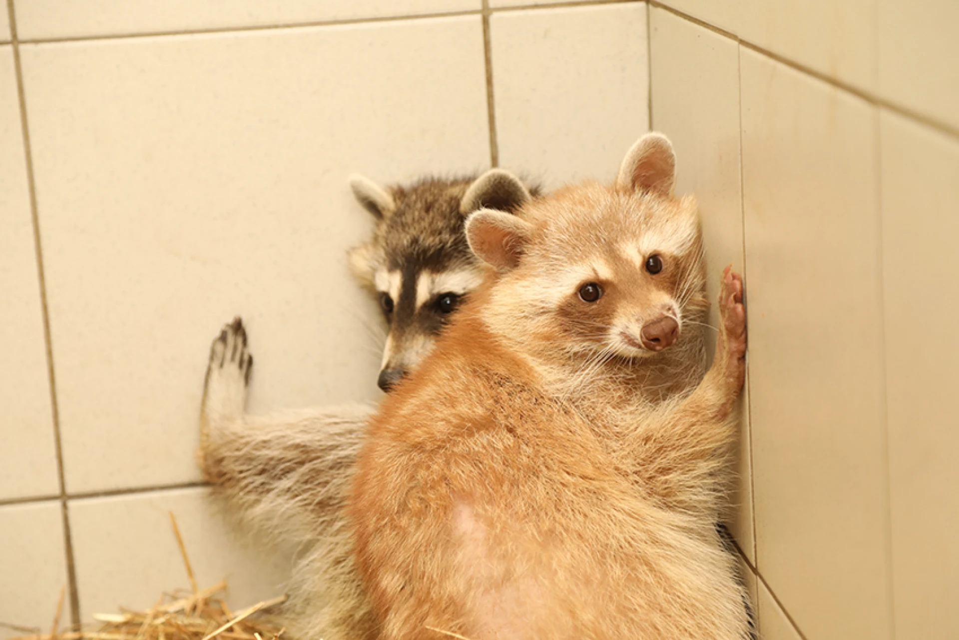 Natuurhulpcentrum vangt exotische dieren op na inbeslagname bij handelaar