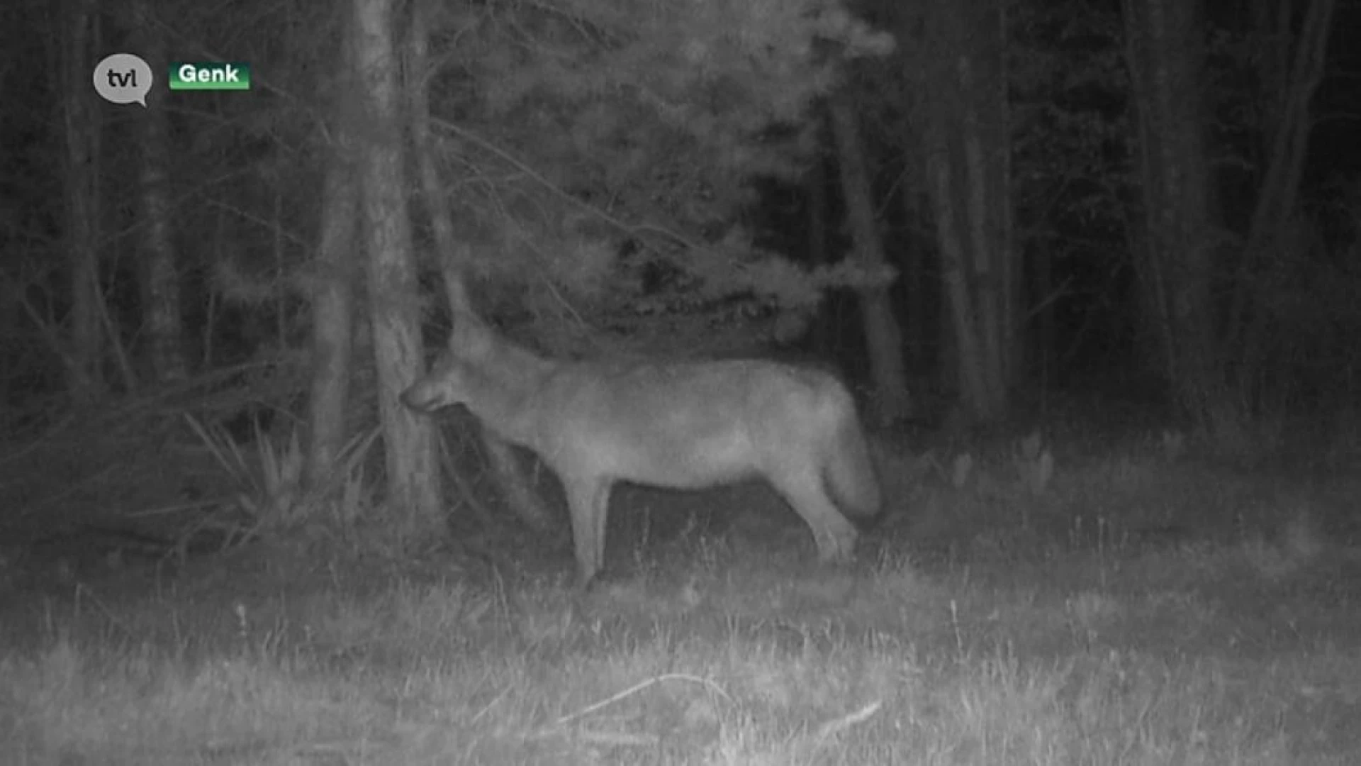 Quadrijders verstoren rust in wolvengebied