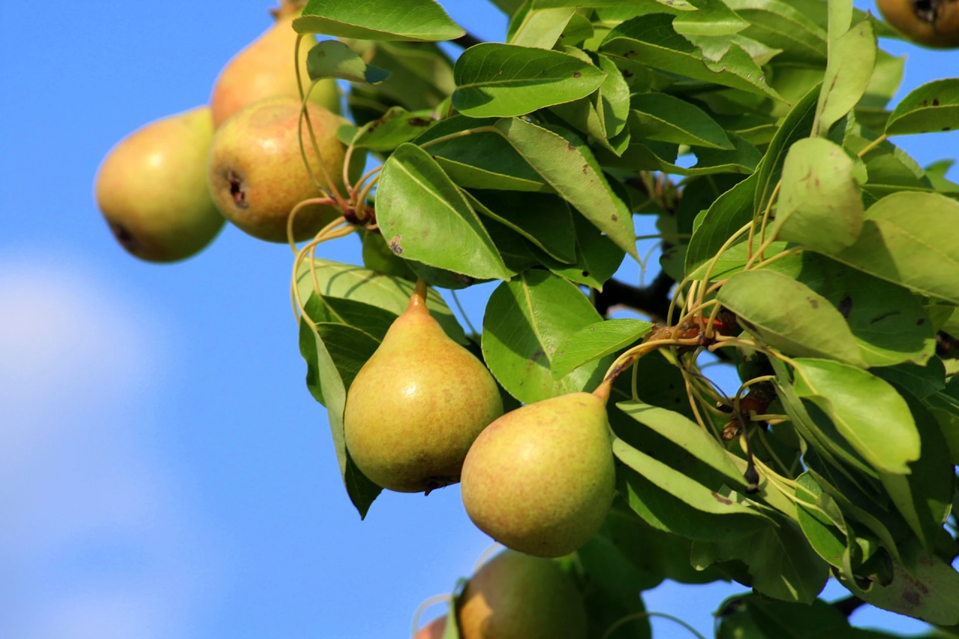 Help de oogst: nu al meer dan 5.000 studenten aan de slag in de fruitpluk