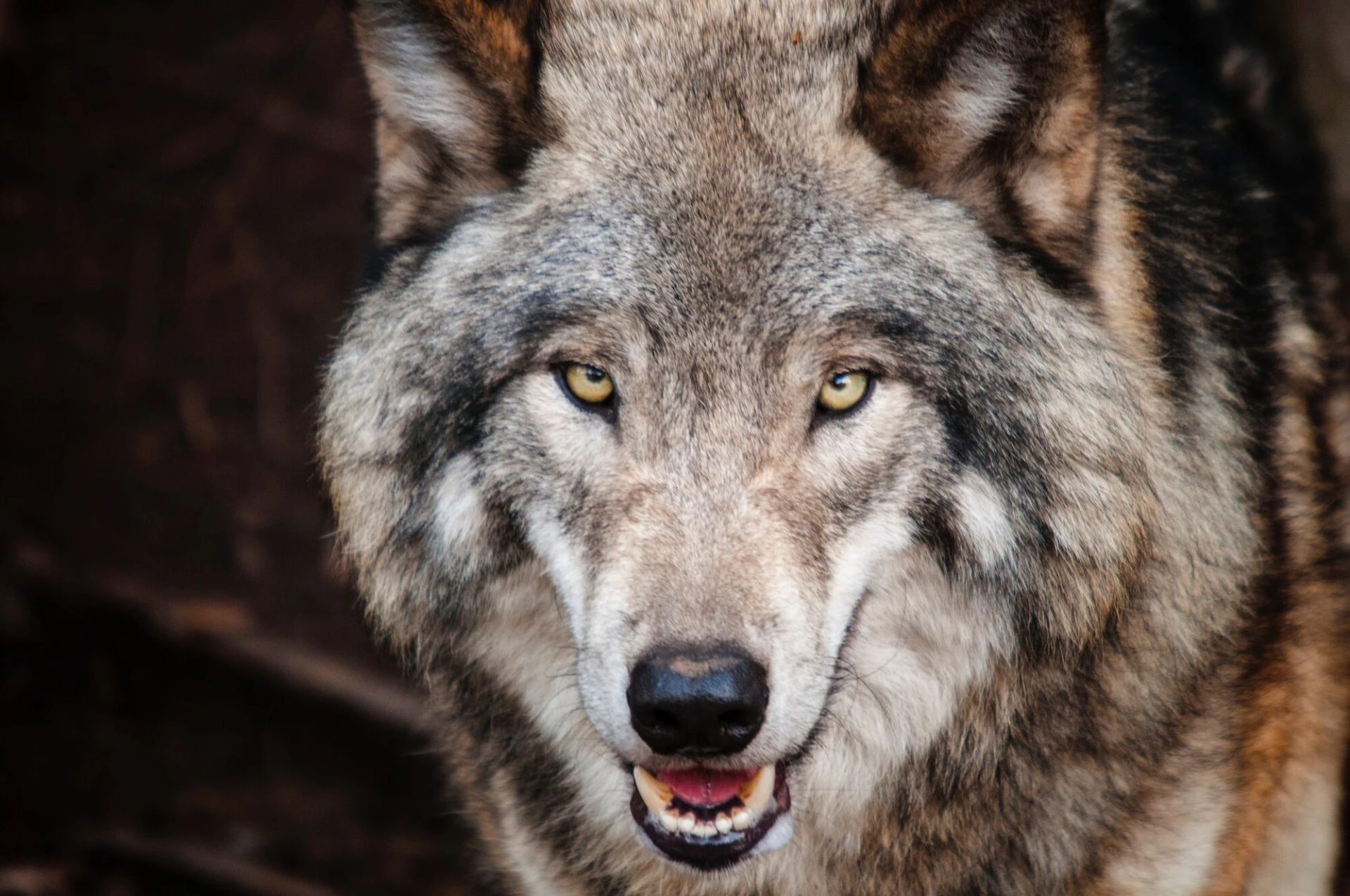 Met Infomarkt over de Wolf in Oudsbergen gaat ANB in gesprek met de burger