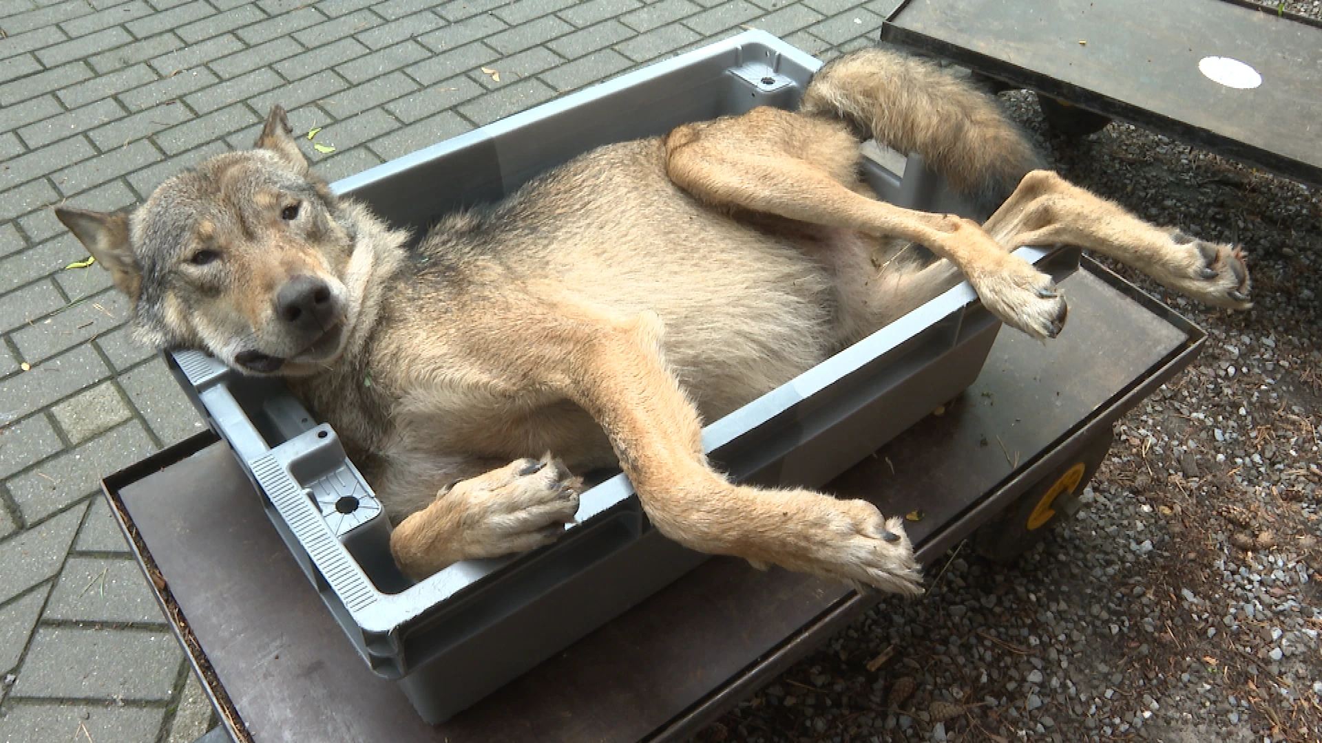 Zo verliep de autopsie van wolf August