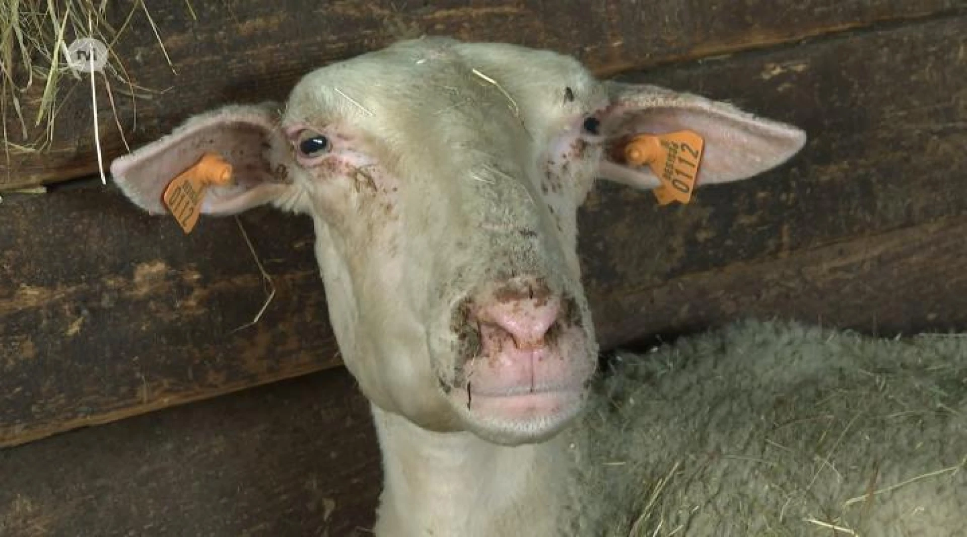 Veehouders moeten dieren verplicht vaccineren tegen blauwtong