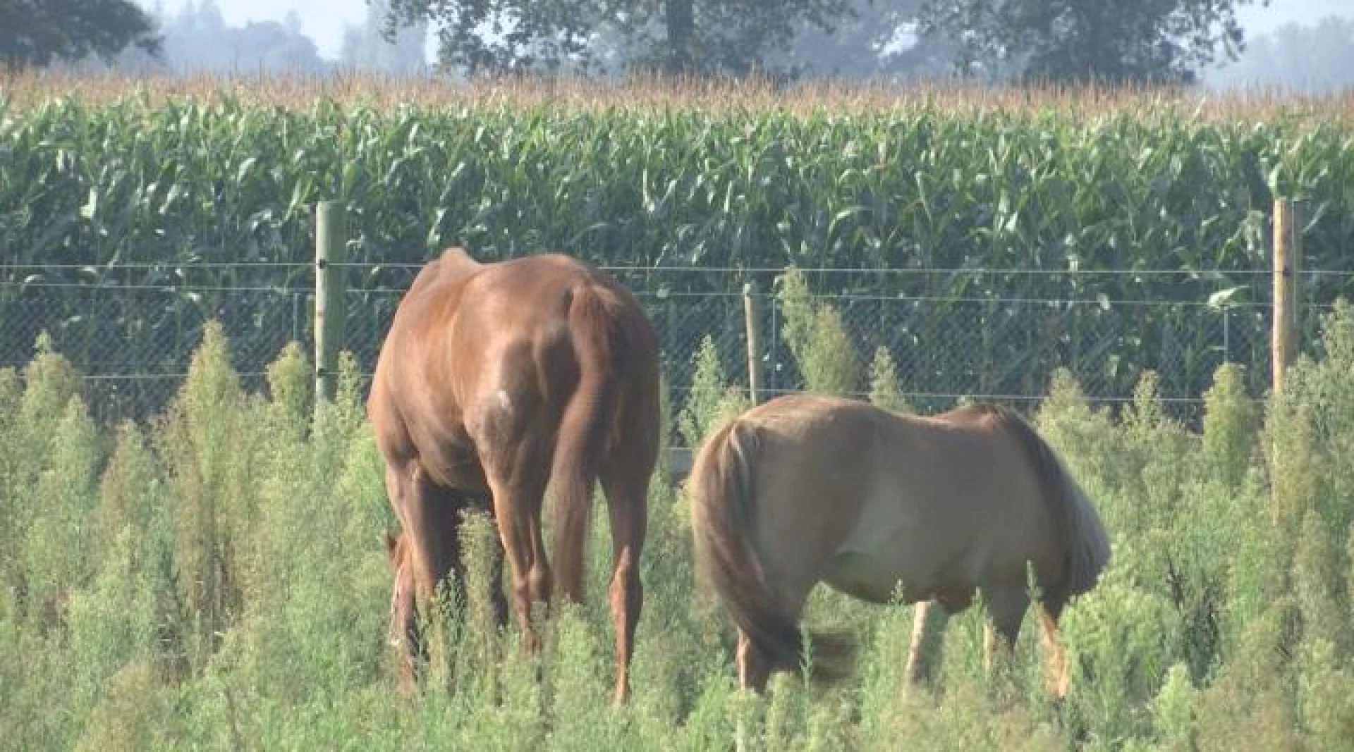 Stad Peer verkoopt paarden Breugelhoeve