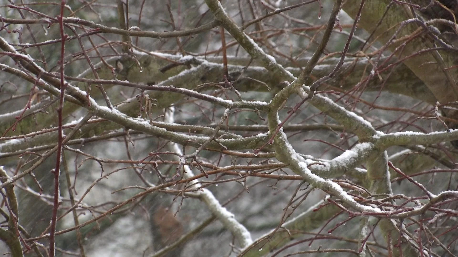 Late winterprik bedreigt fruitoogst