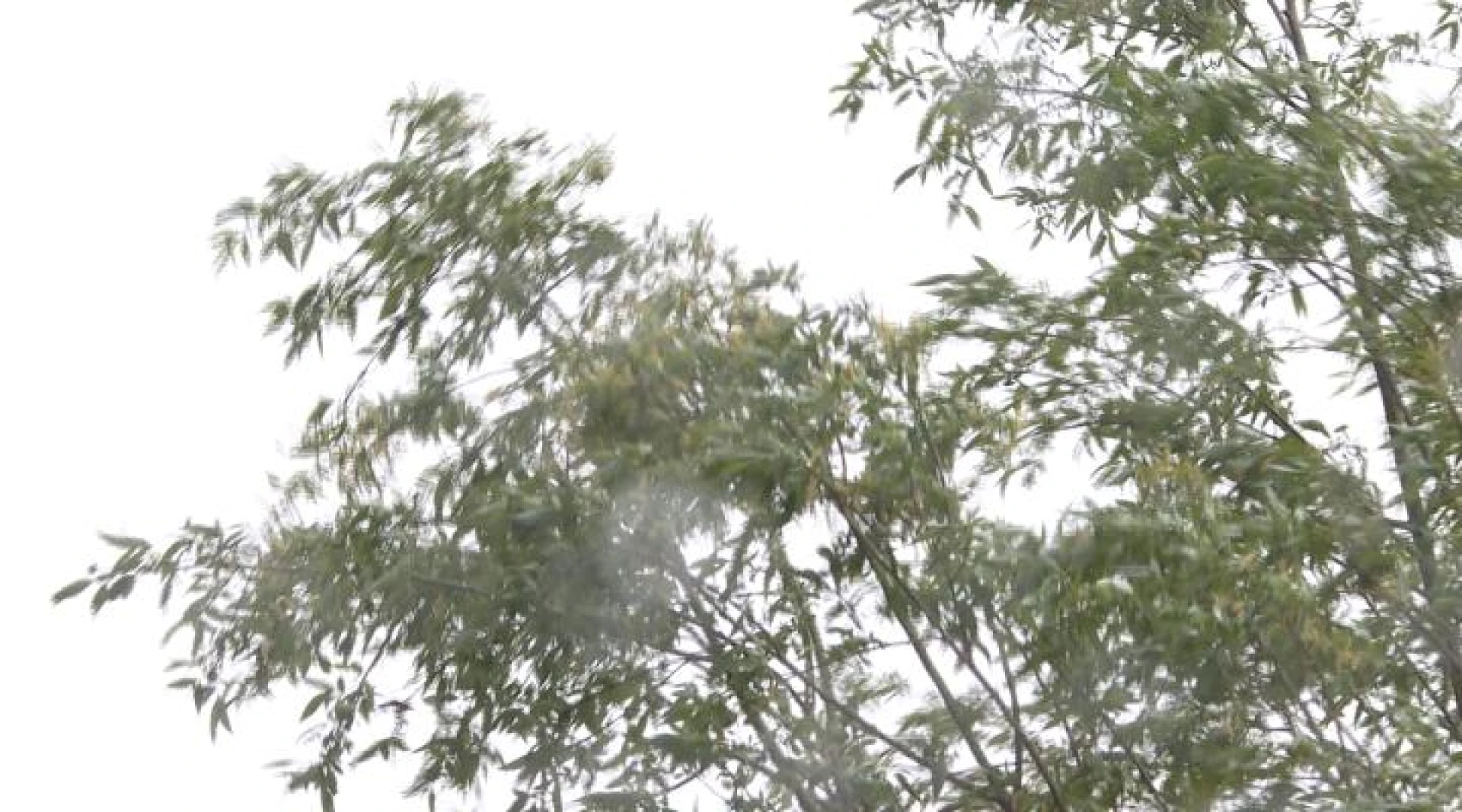Code geel voor stormweer: Fietsen door de Bomen tijdelijk afgesloten
