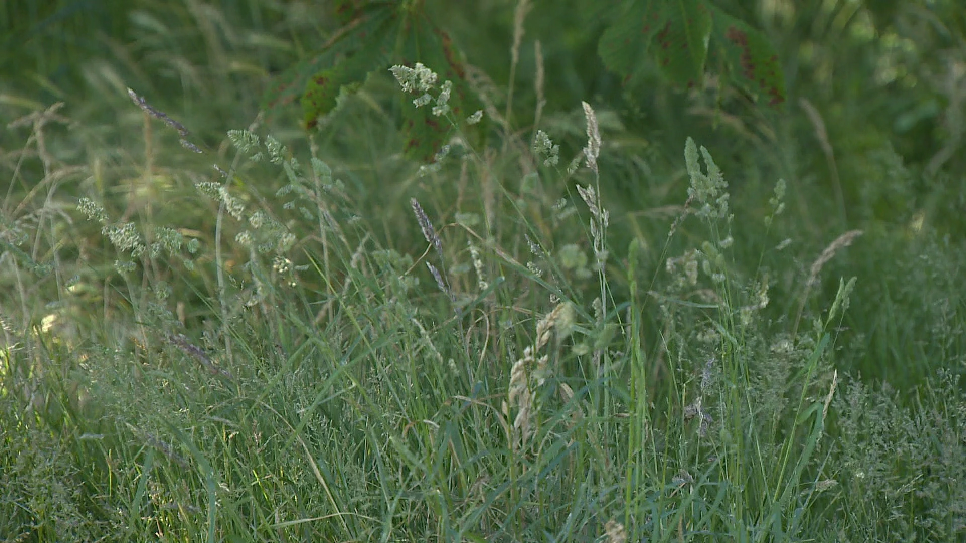 Veel klachten door piekperiode graspollenseizoen en droog weer