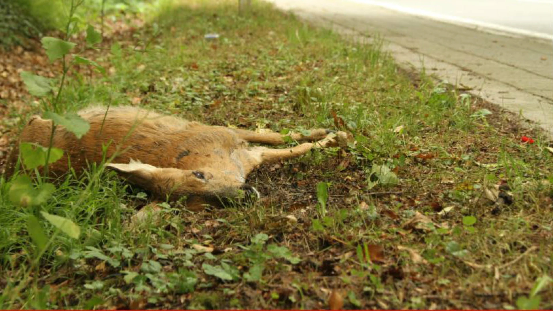 "Zomeruur verhoogt risico op aanrijdingen met overstekend wild"