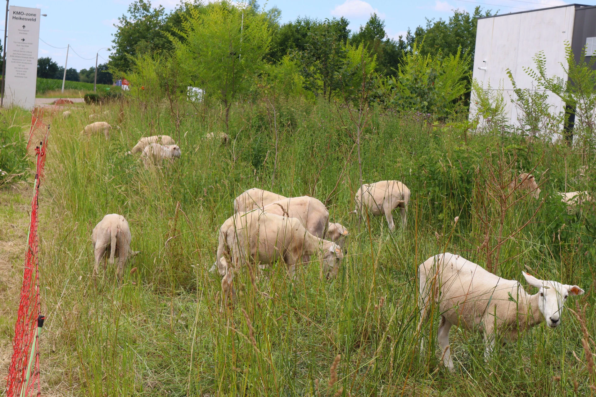 Pelt zet schapen in voor duurzaam groenbeheer
